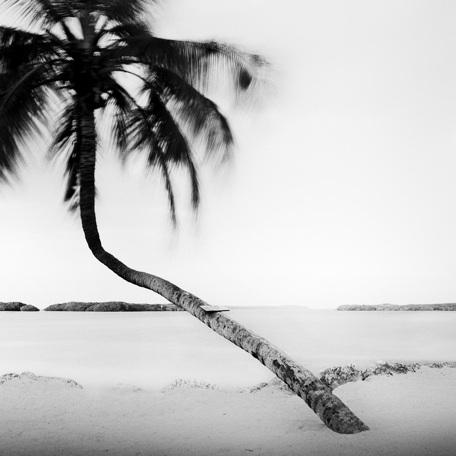 Bent Palm, Beach, Florida, USA, black and white fine art photography, landscape For Sale 4