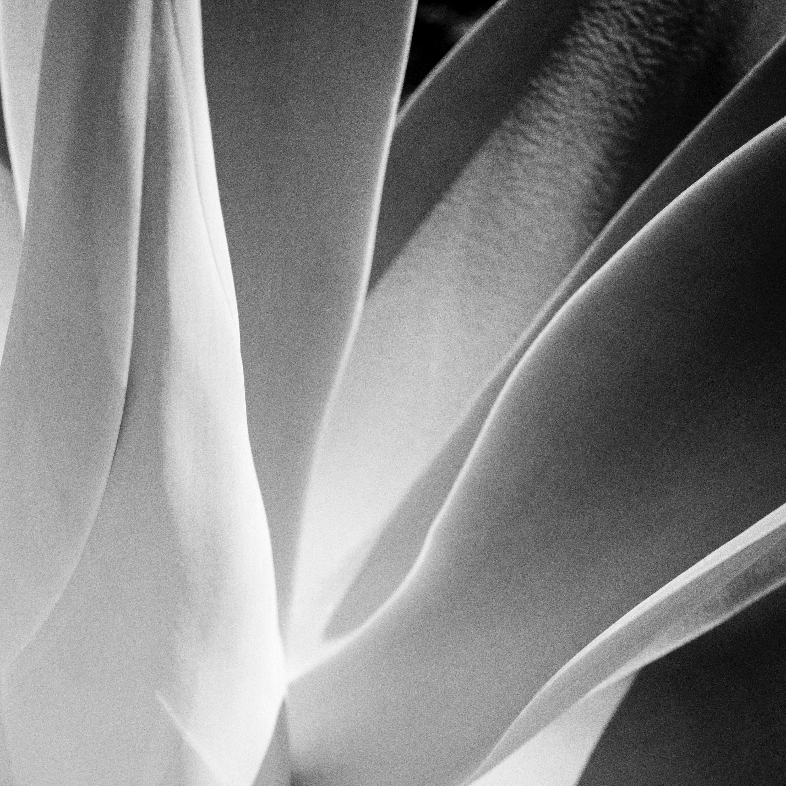 Blue Agave, Arizona, USA, abstract black and white art photography, landscape For Sale 5