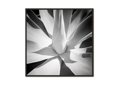 Blue Agave, Arizona, USA, black and white photography, landscape, fine art