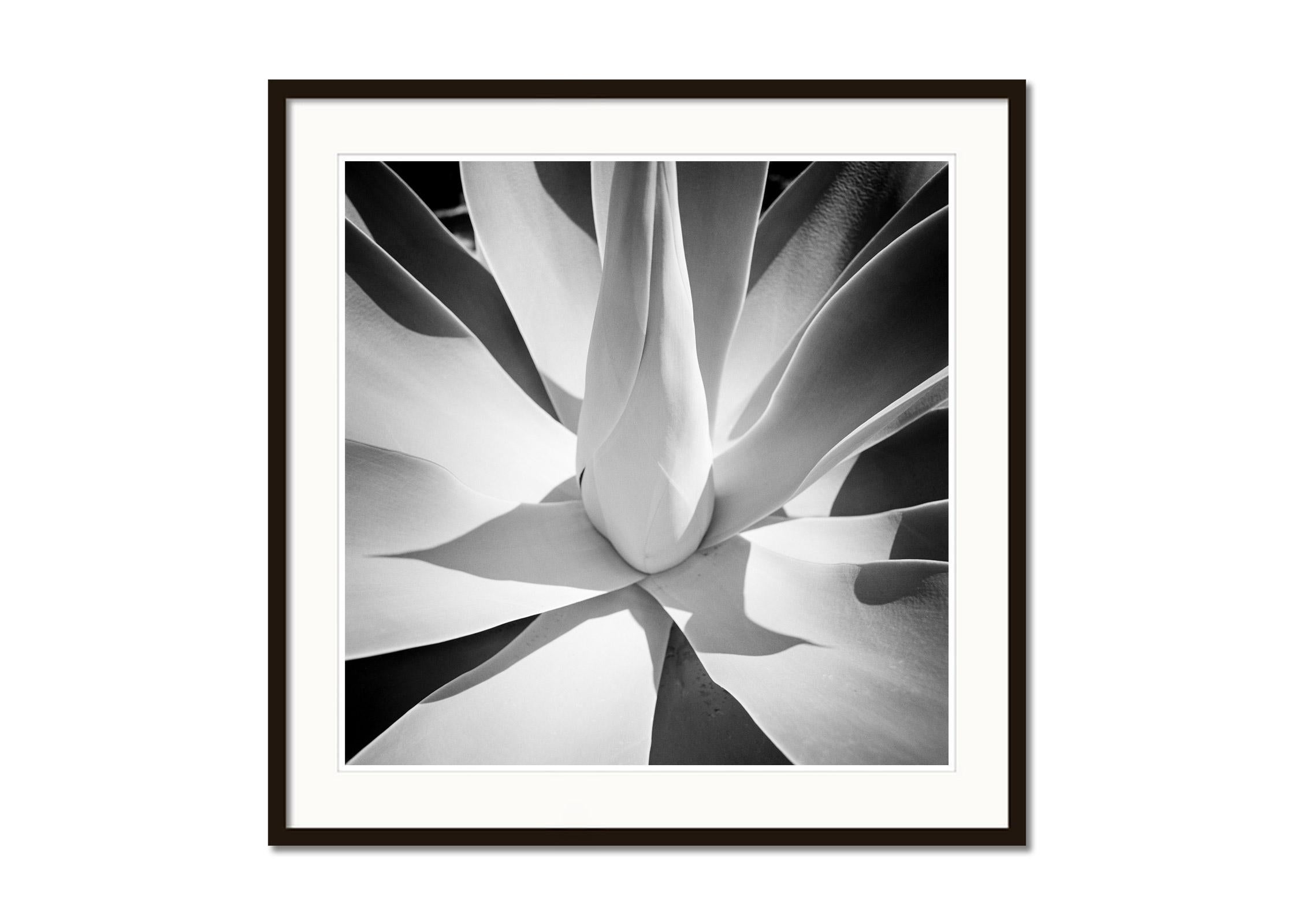 Blaue Agave, Arizona, USA, abstrakte Schwarz-Weiß-Kunstfotografie, Landschaft (Grau), Black and White Photograph, von Gerald Berghammer, Ina Forstinger
