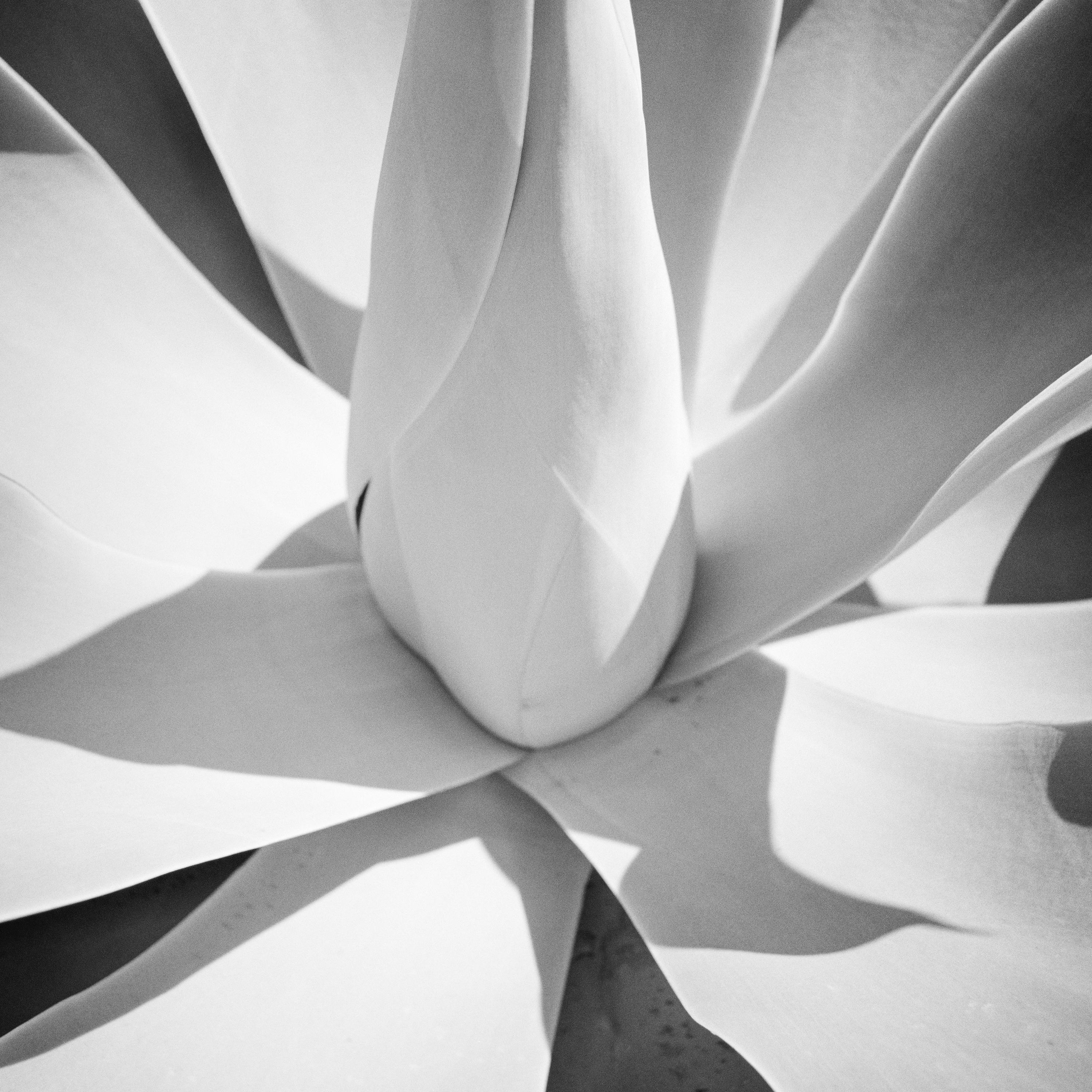 Black and White Fine Art landscape photography. Blue Agave, plant, detail, Arizona, USA. Archival pigment ink print, edition of 9. Signed, titled, dated and numbered by artist. Certificate of authenticity included. Printed with 4cm white