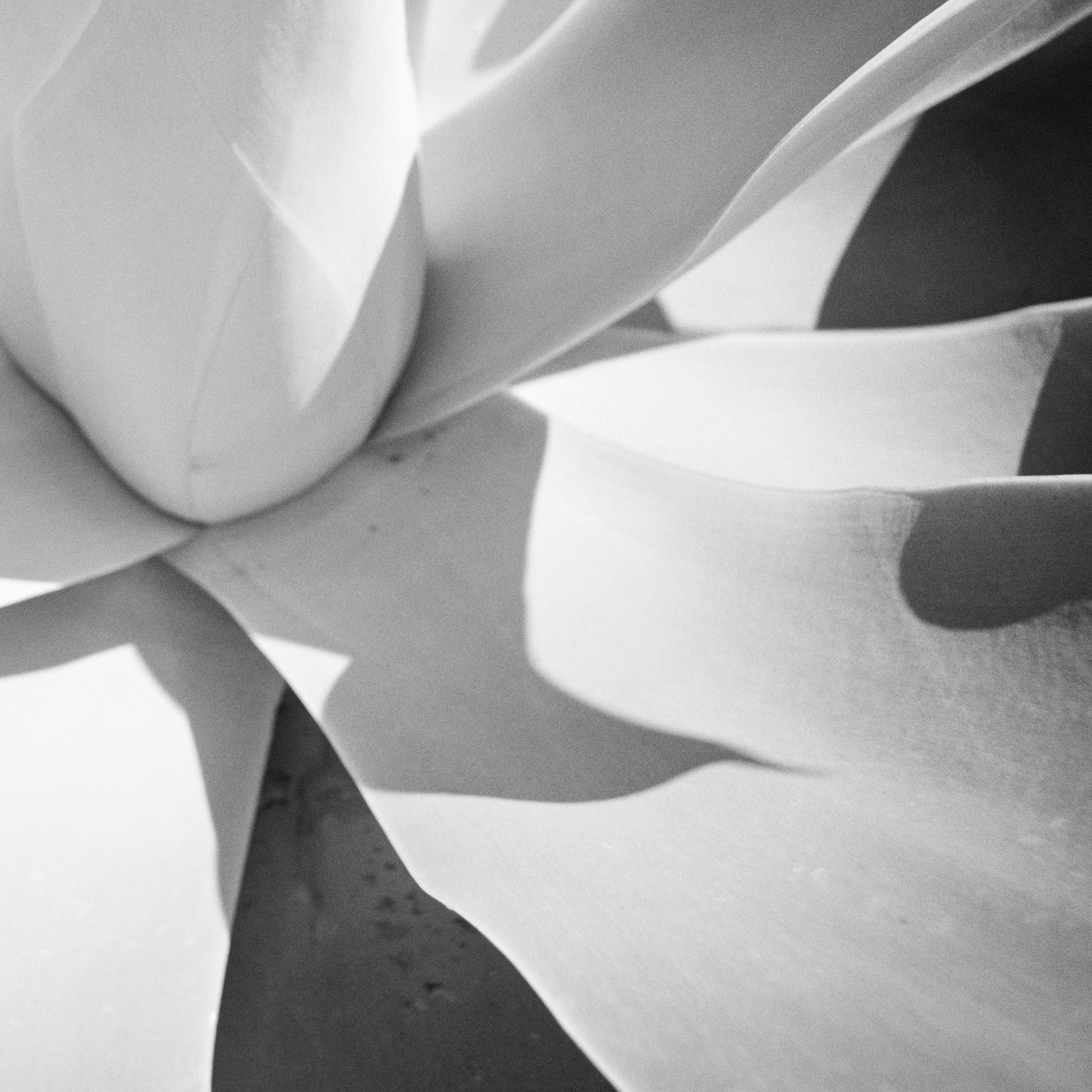 Blue Agave, Arizona, USA, abstract black and white art photography, landscape For Sale 4