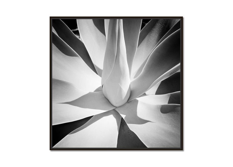 Blue Agave, Arizona, USA, abstract black and white art photography, landscape - Photograph by Gerald Berghammer, Ina Forstinger