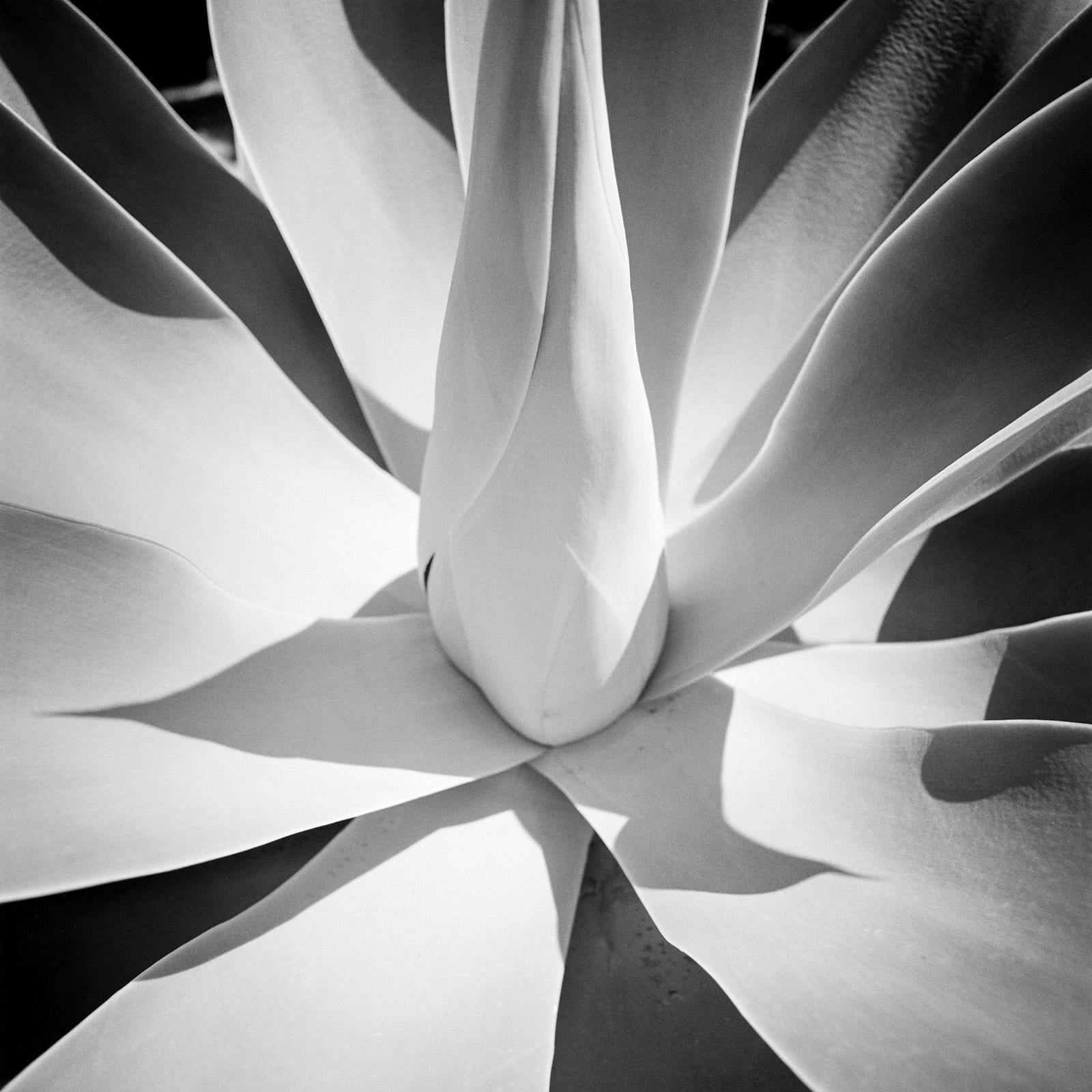 Blue Agave, Arizona, USA, abstract black and white art photography, landscape