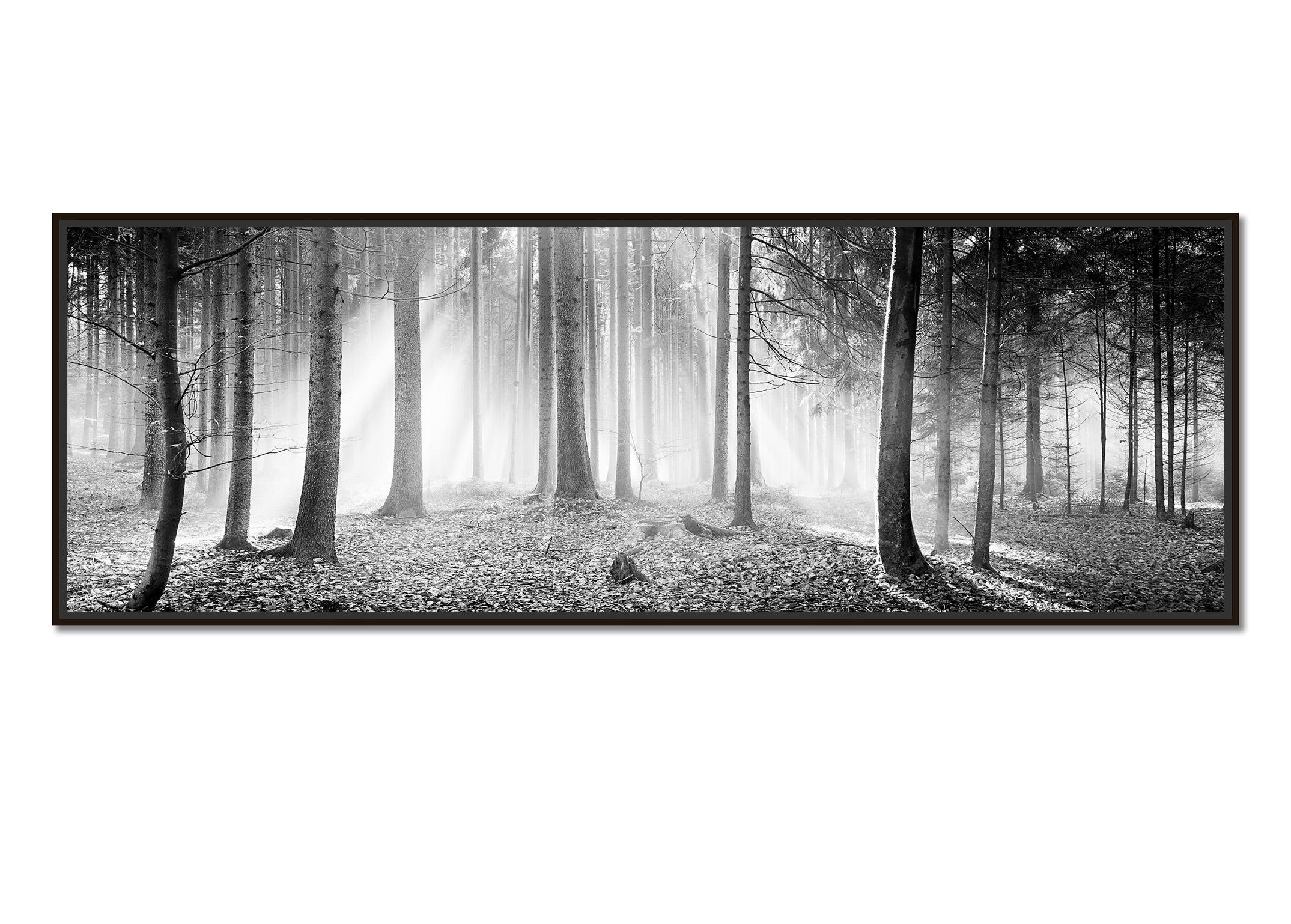 Enchanted Forest, Austria, black and white photography, sunny, foggy, landscapes - Photograph by Gerald Berghammer, Ina Forstinger