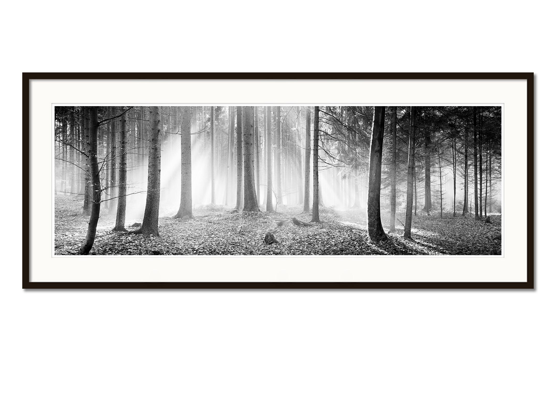 forest photography black and white