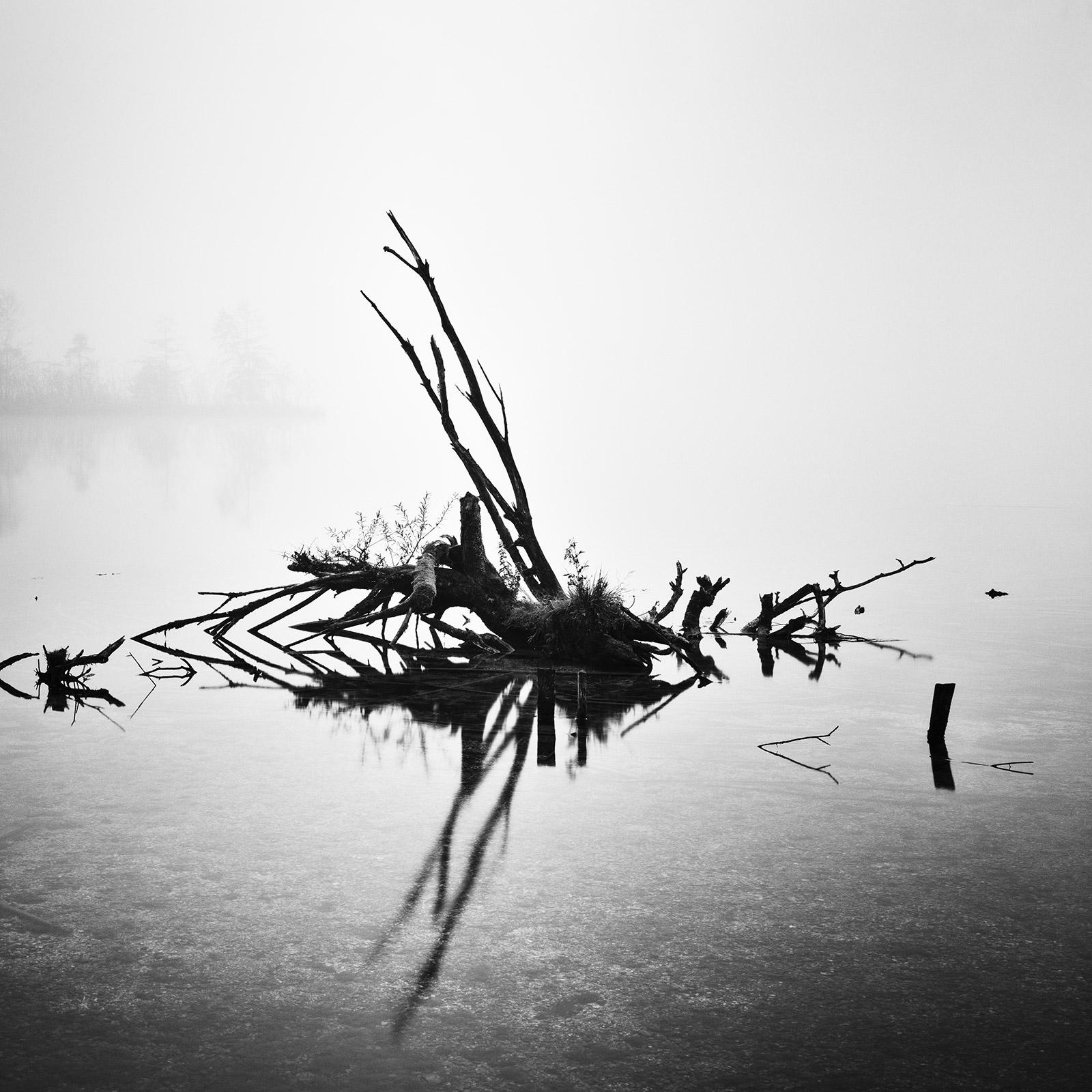 Fallen Tree, Almsee, Austria, black and white photography, fine art landscape