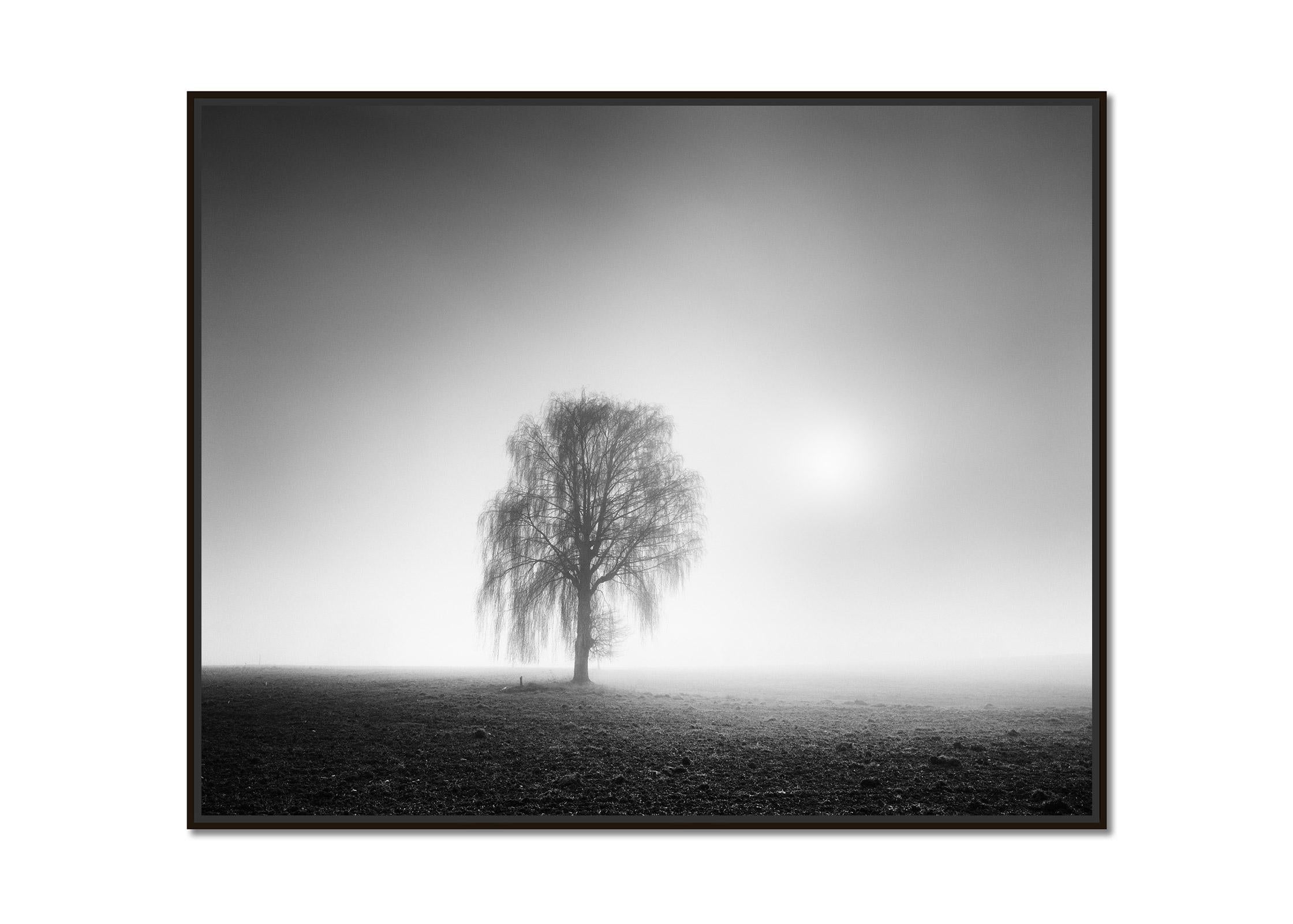 Foggy Morning, single Tree, Austria,  black and white landscape art photography - Photograph by Gerald Berghammer, Ina Forstinger