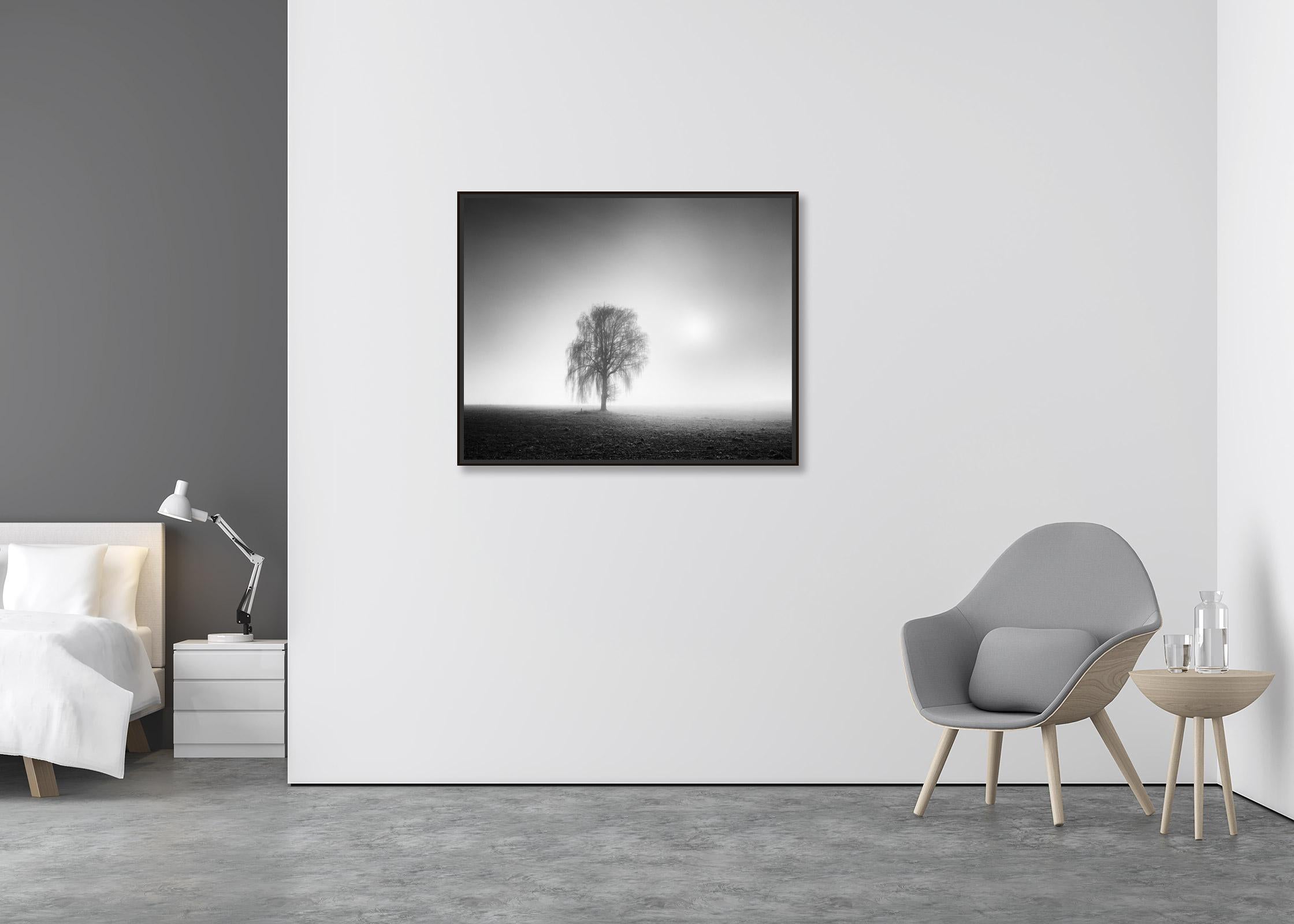 Foggy Morning, ein einzelner Baum, Österreich  Schwarz-Weiß-Landschaftsfotografie (Zeitgenössisch), Photograph, von Gerald Berghammer, Ina Forstinger