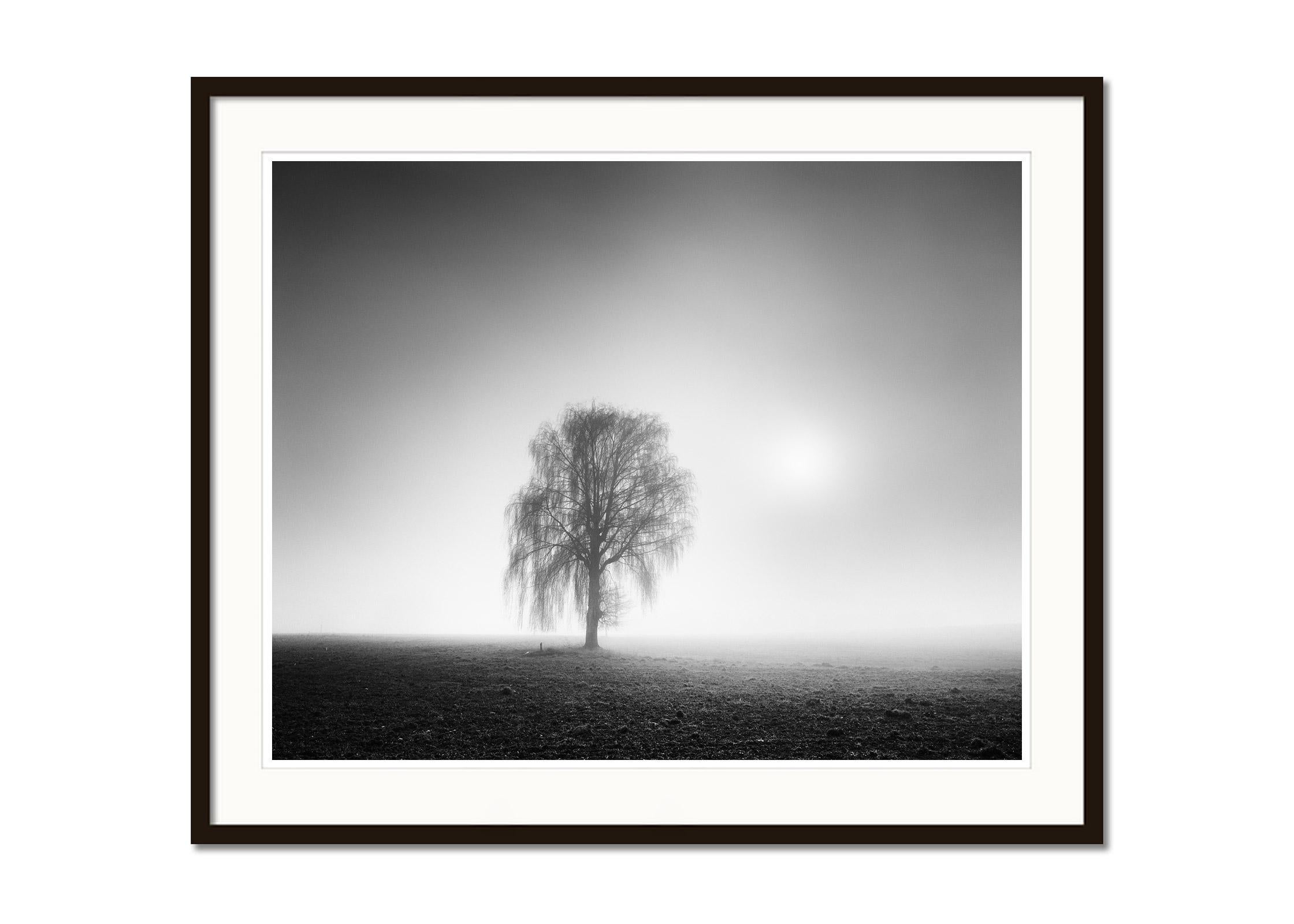 Foggy Morning, ein einzelner Baum, Österreich  Schwarz-Weiß-Landschaftsfotografie (Grau), Black and White Photograph, von Gerald Berghammer, Ina Forstinger