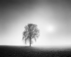 Foggy Morning, ein einzelner Baum, Österreich  Schwarz-Weiß-Landschaftsfotografie