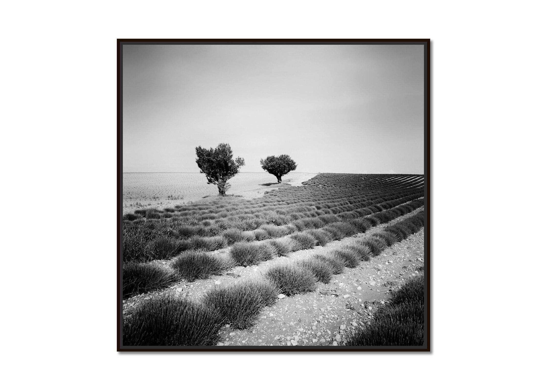 Lavendelfarbenes Feld mit Bäumen, Frankreich, minimalistische schwarz-weiße Kunstlandschaft – Photograph von Gerald Berghammer, Ina Forstinger