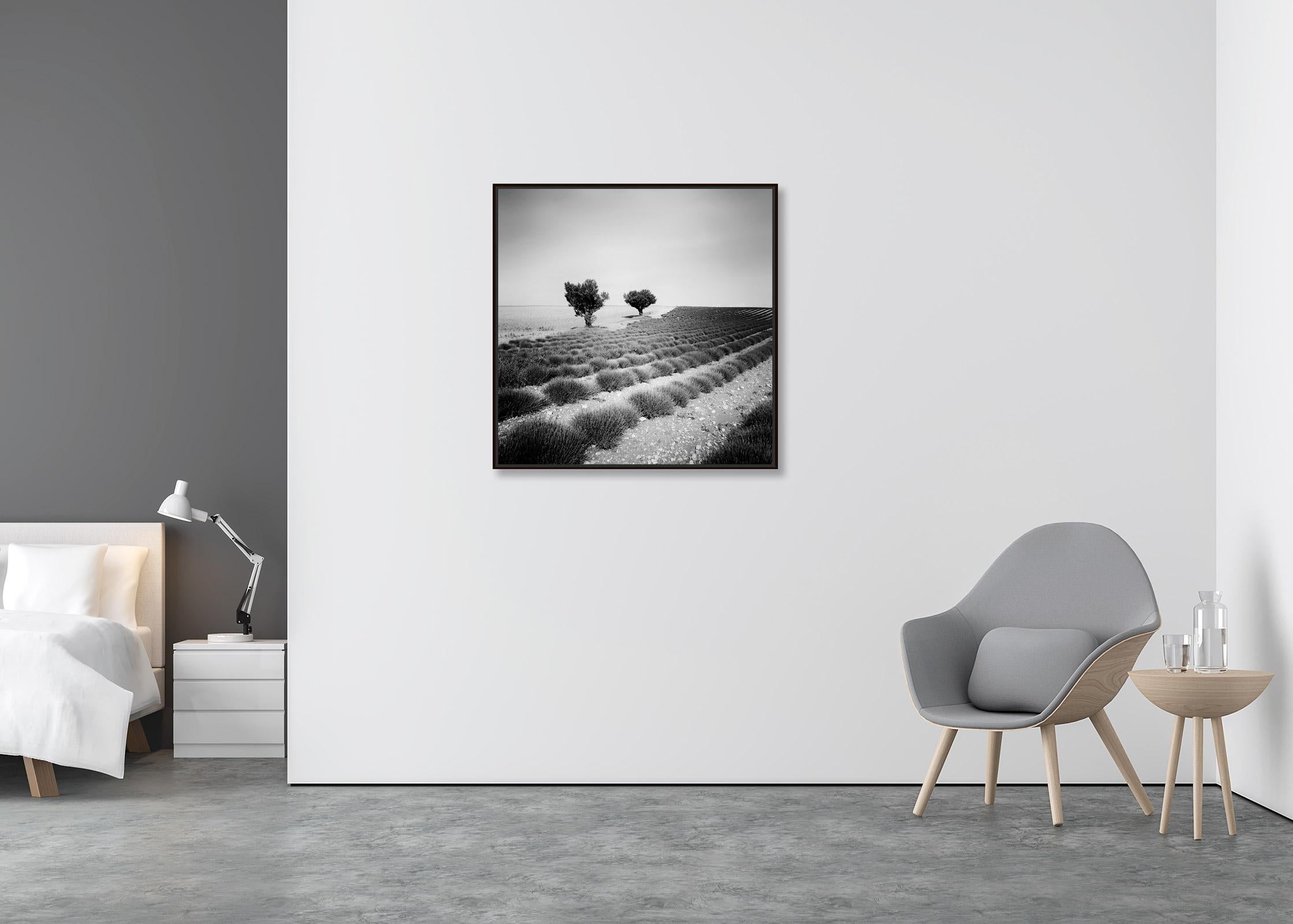 Lavendelfarbenes Feld mit Bäumen, Frankreich, minimalistische schwarz-weiße Kunstlandschaft (Zeitgenössisch), Photograph, von Gerald Berghammer, Ina Forstinger