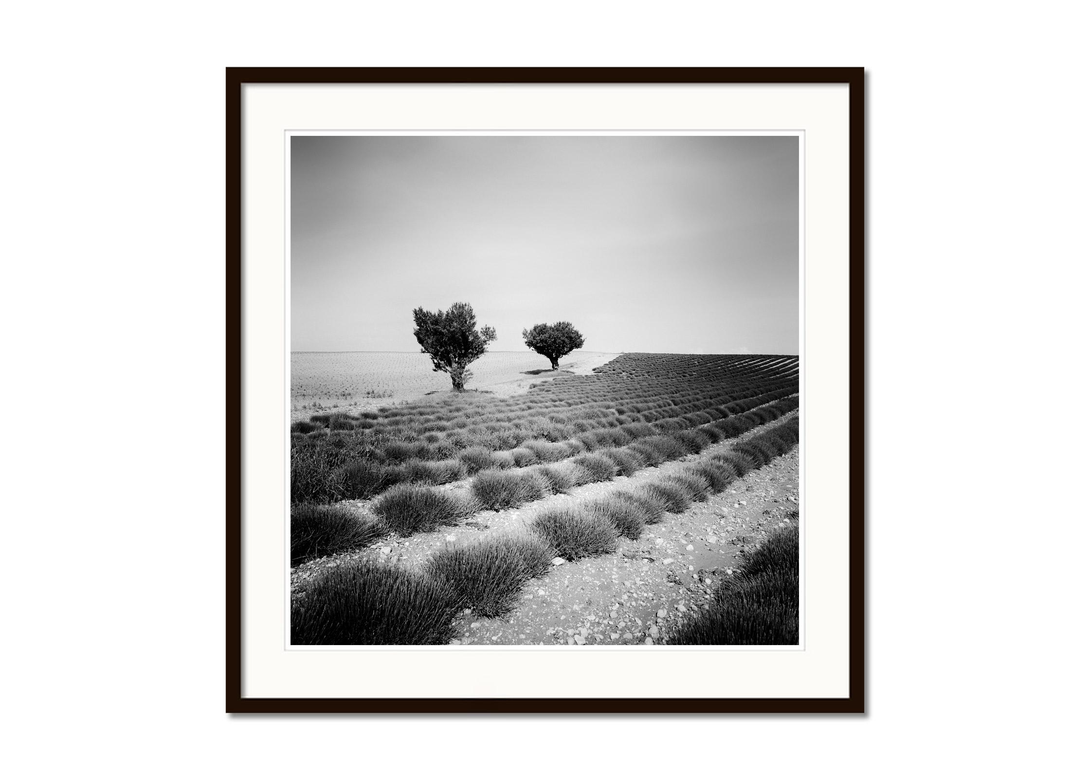 Lavendelfarbenes Feld mit Bäumen, Frankreich, minimalistische schwarz-weiße Kunstlandschaft (Grau), Landscape Photograph, von Gerald Berghammer, Ina Forstinger