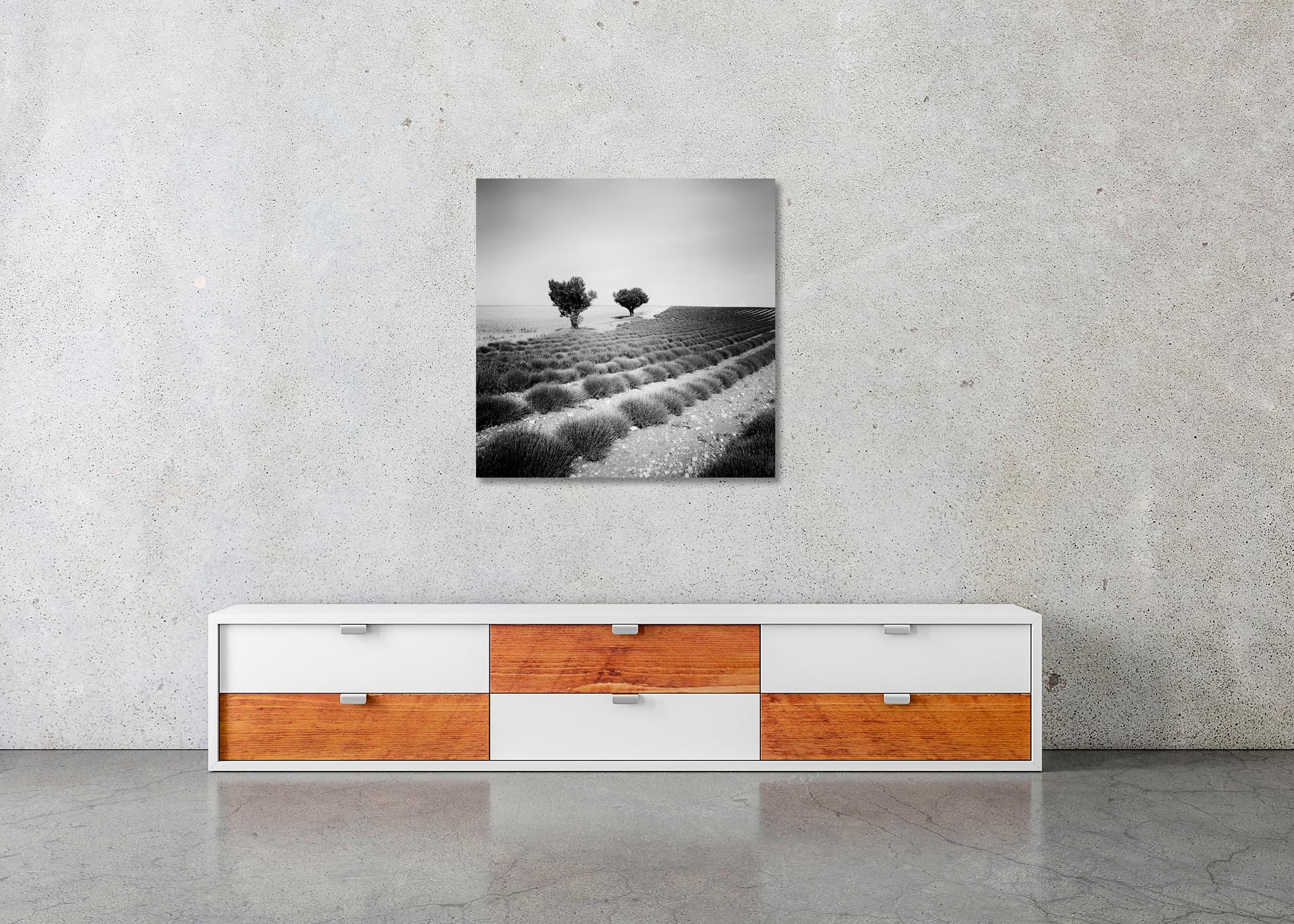 Lavendelfarbenes Feld, Bäume, monochrome Fotografie, Landschaft in limitierter Auflage, Druck im Angebot 1