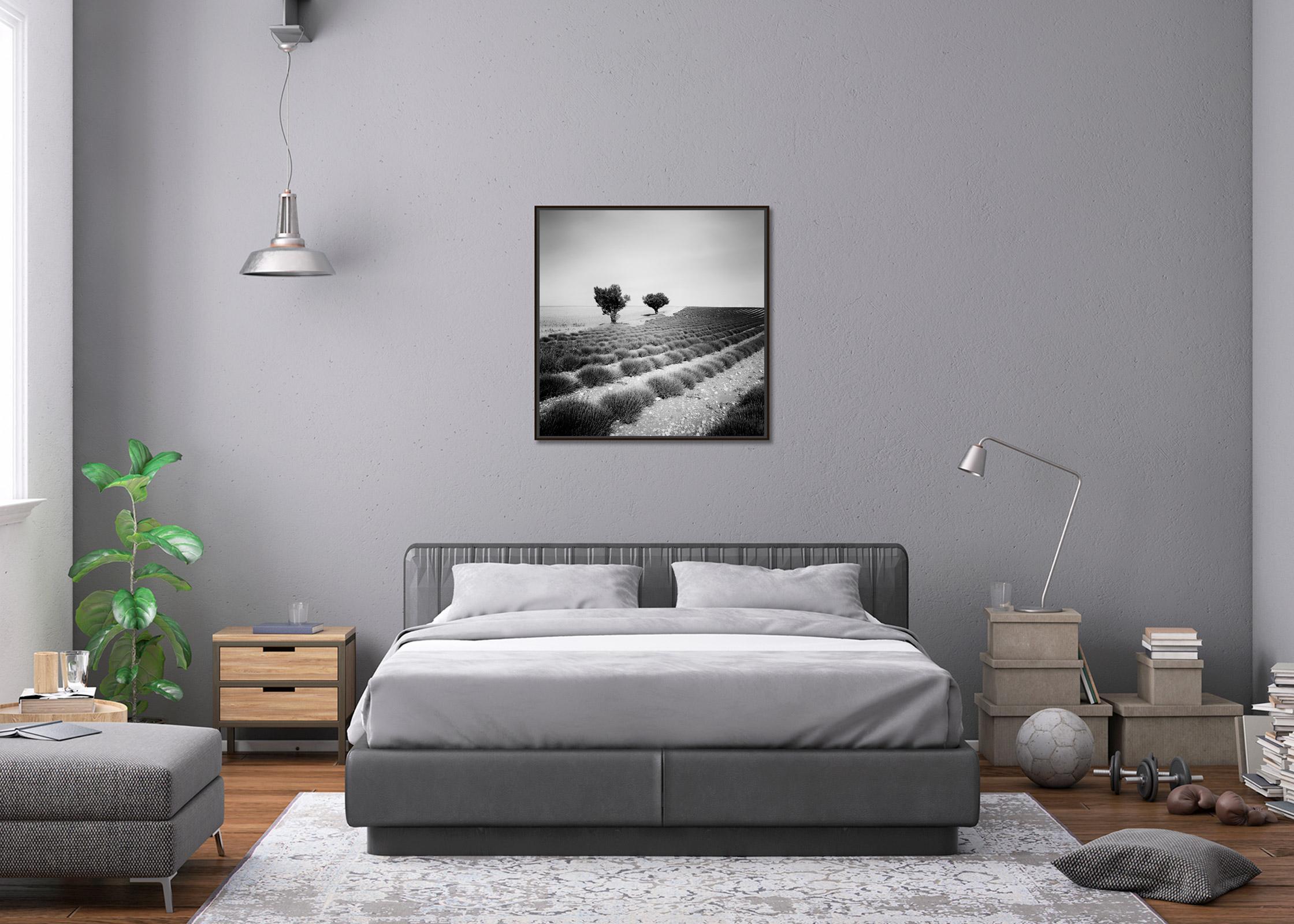 Lavendelfarbenes Feld mit Bäumen, Frankreich, minimalistische schwarz-weiße Kunstlandschaft im Angebot 2