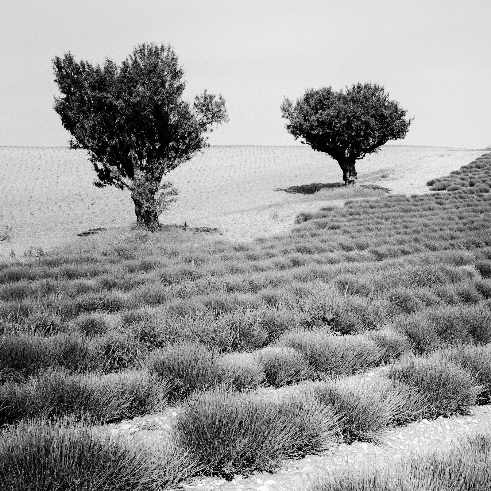 Lavendelfarbenes Feld mit Bäumen, Frankreich, minimalistische schwarz-weiße Kunstlandschaft im Angebot 3