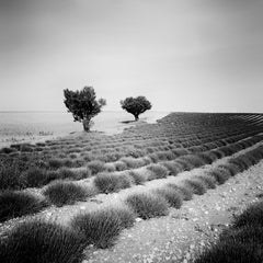 Lavendelfarbenes Feld mit Bäumen, Frankreich, minimalistische schwarz-weiße Kunstlandschaft