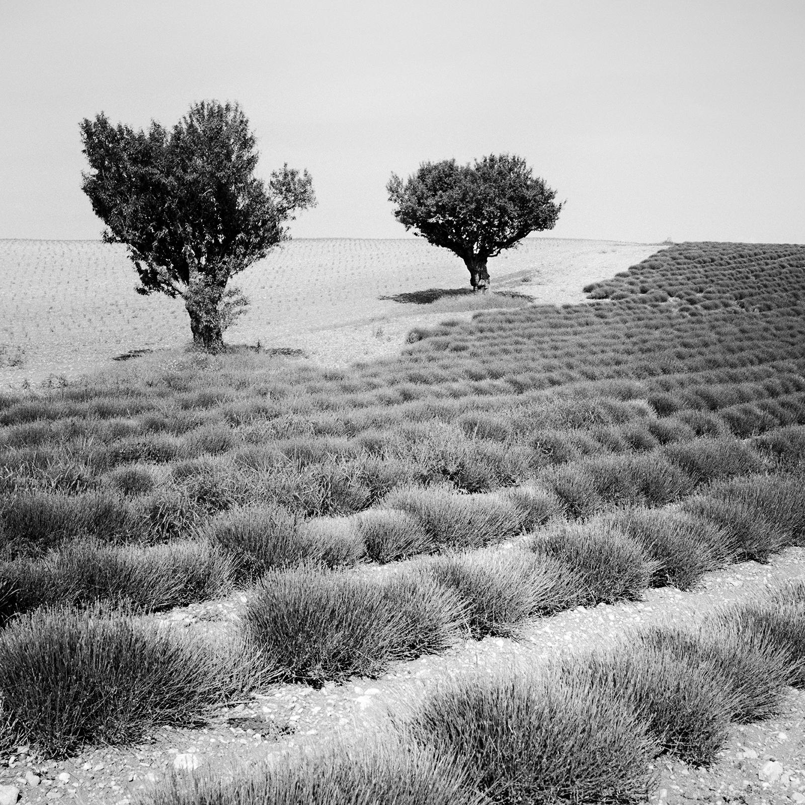 Lavendelfarbenes Feld, Bäume, monochrome Fotografie, Landschaft in limitierter Auflage, Druck im Angebot 5