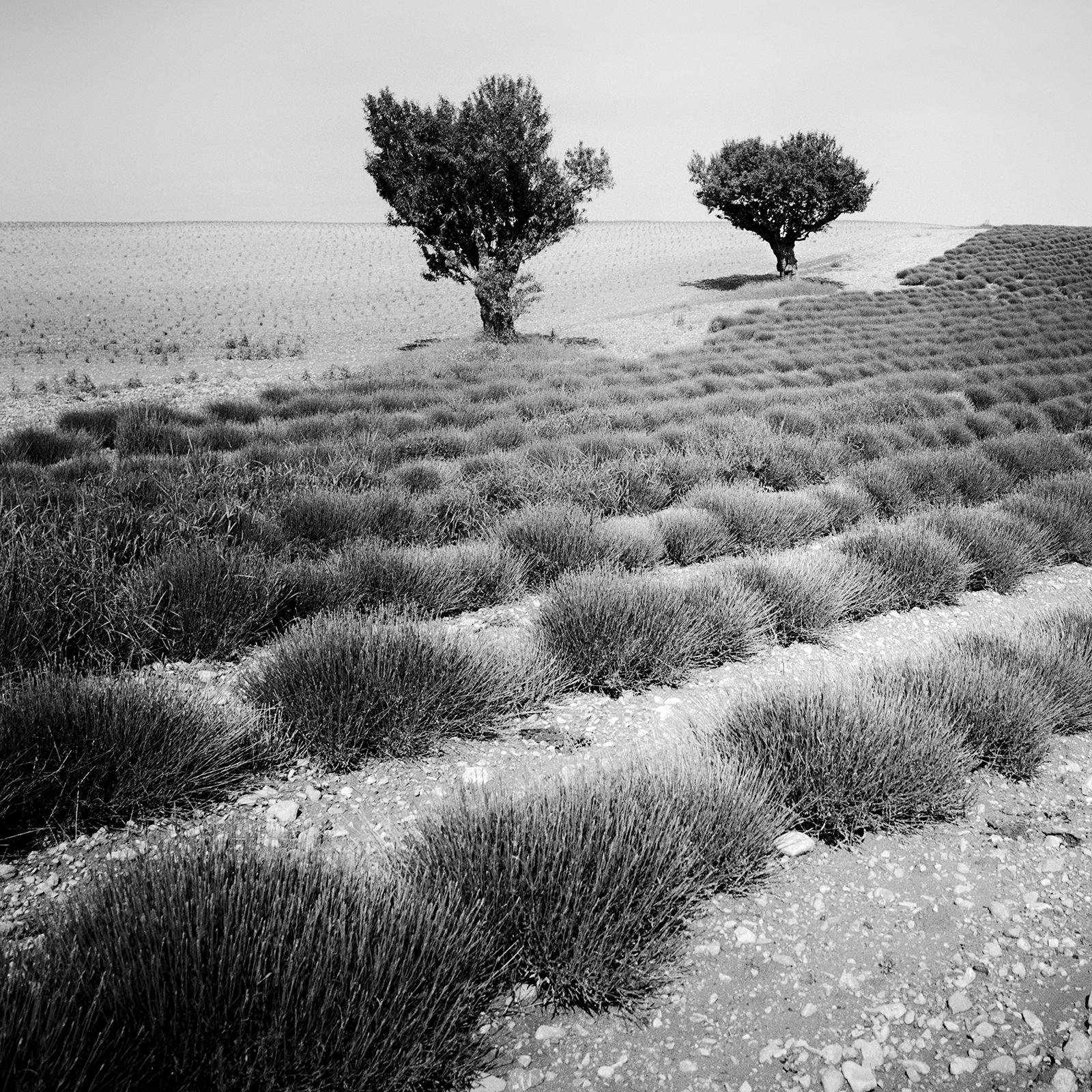 Lavendelfarbenes Feld, Bäume, monochrome Fotografie, Landschaft in limitierter Auflage, Druck im Angebot 3