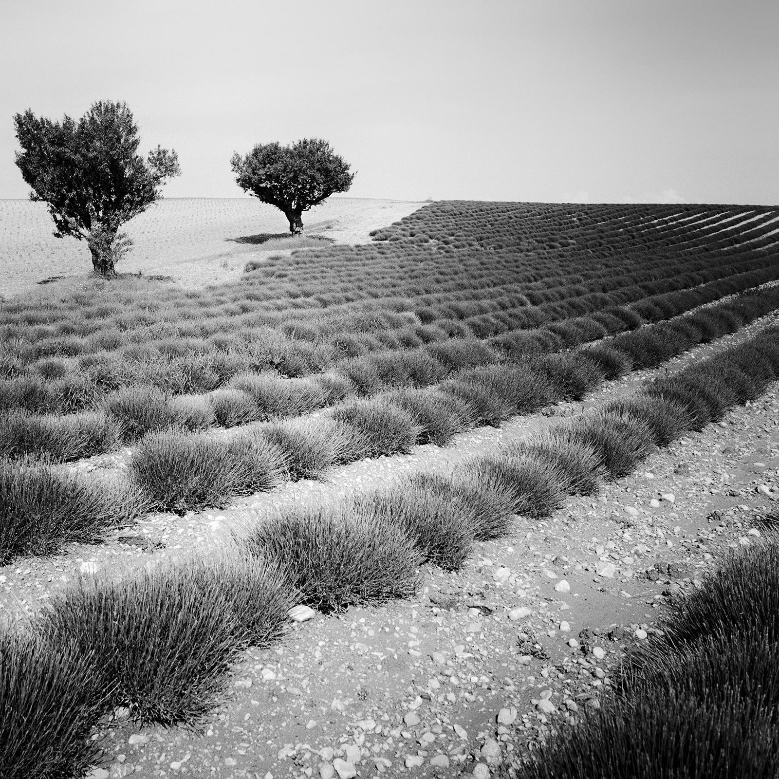 Lavendelfarbenes Feld, Bäume, monochrome Fotografie, Landschaft in limitierter Auflage, Druck im Angebot 4