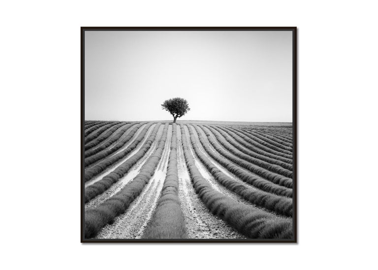 Lonely Tree in Lavender Provence France, black and white landscape photography - Photograph by Gerald Berghammer, Ina Forstinger