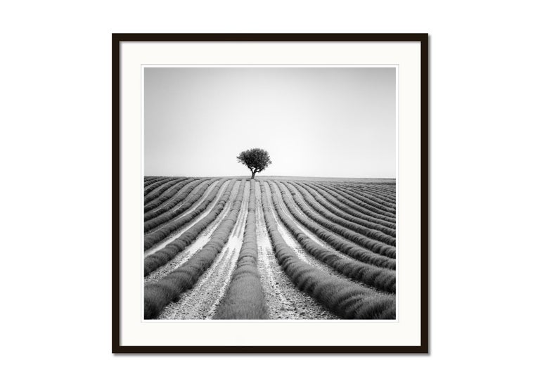 Lonely Tree in Lavender Provence France, black and white landscape photography - Contemporary Photograph by Gerald Berghammer, Ina Forstinger