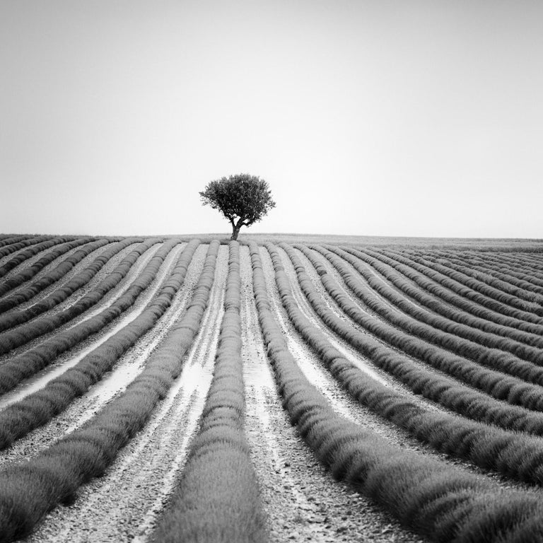Gerald Berghammer, Ina Forstinger Landscape Photograph - Lonely Tree in Lavender Provence France, black and white landscape photography
