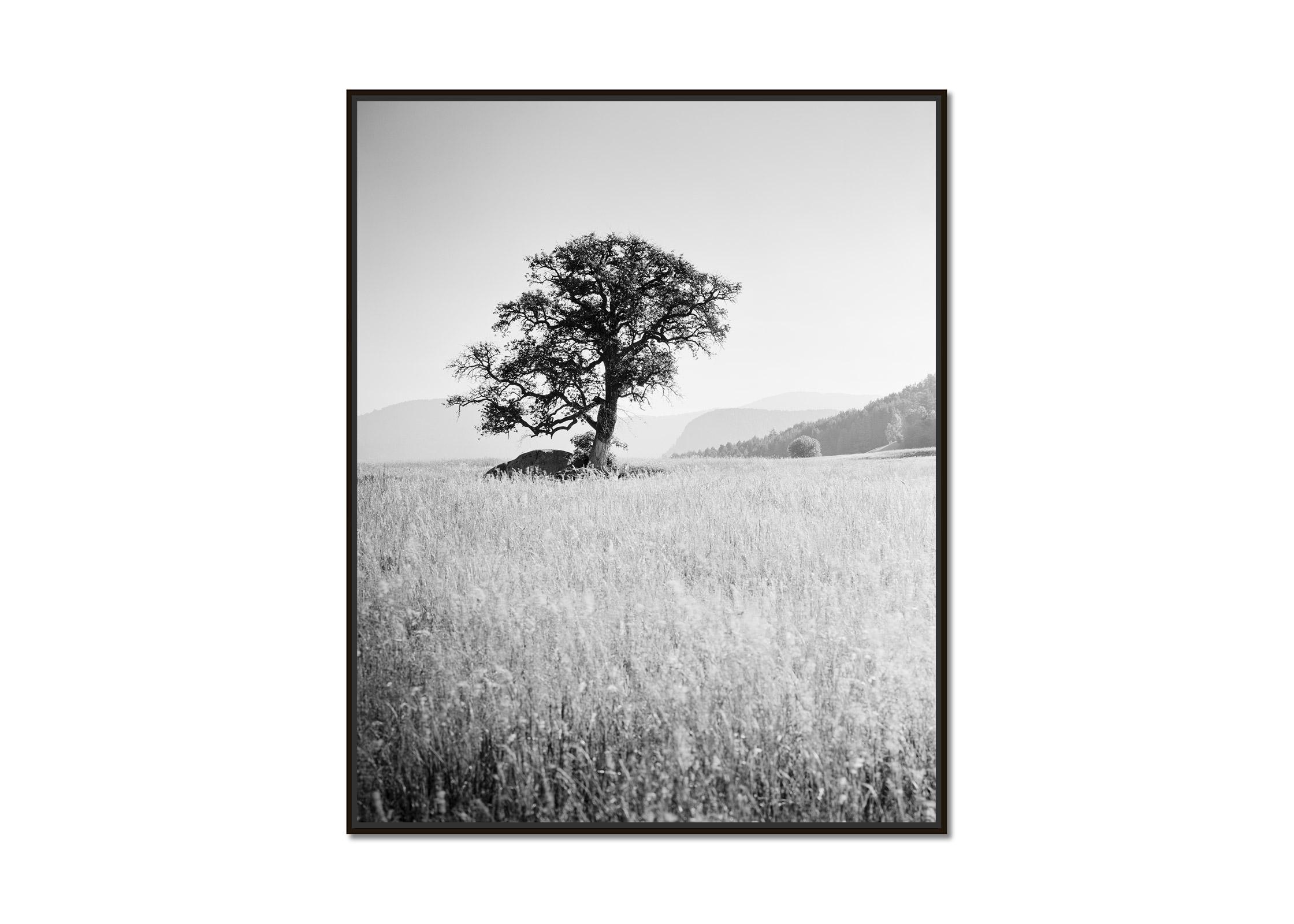 Morning Sun, Single Tree, Bolzano, Italy,  black and white art photo, landscapes - Photograph by Gerald Berghammer, Ina Forstinger