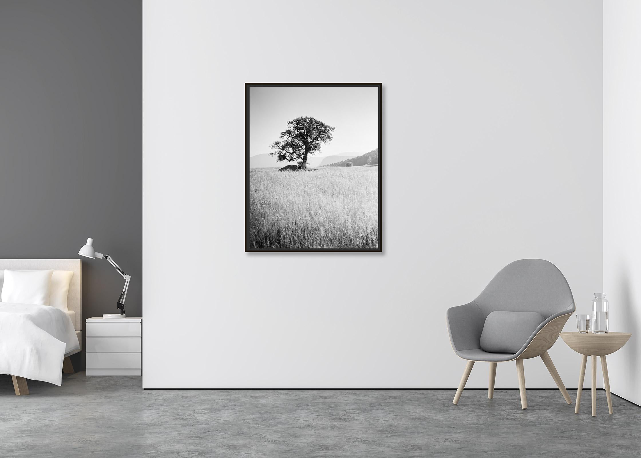 Morning Sun, Single Tree, Bolzano, Italy,  black and white art photo, landscapes - Contemporary Photograph by Gerald Berghammer, Ina Forstinger