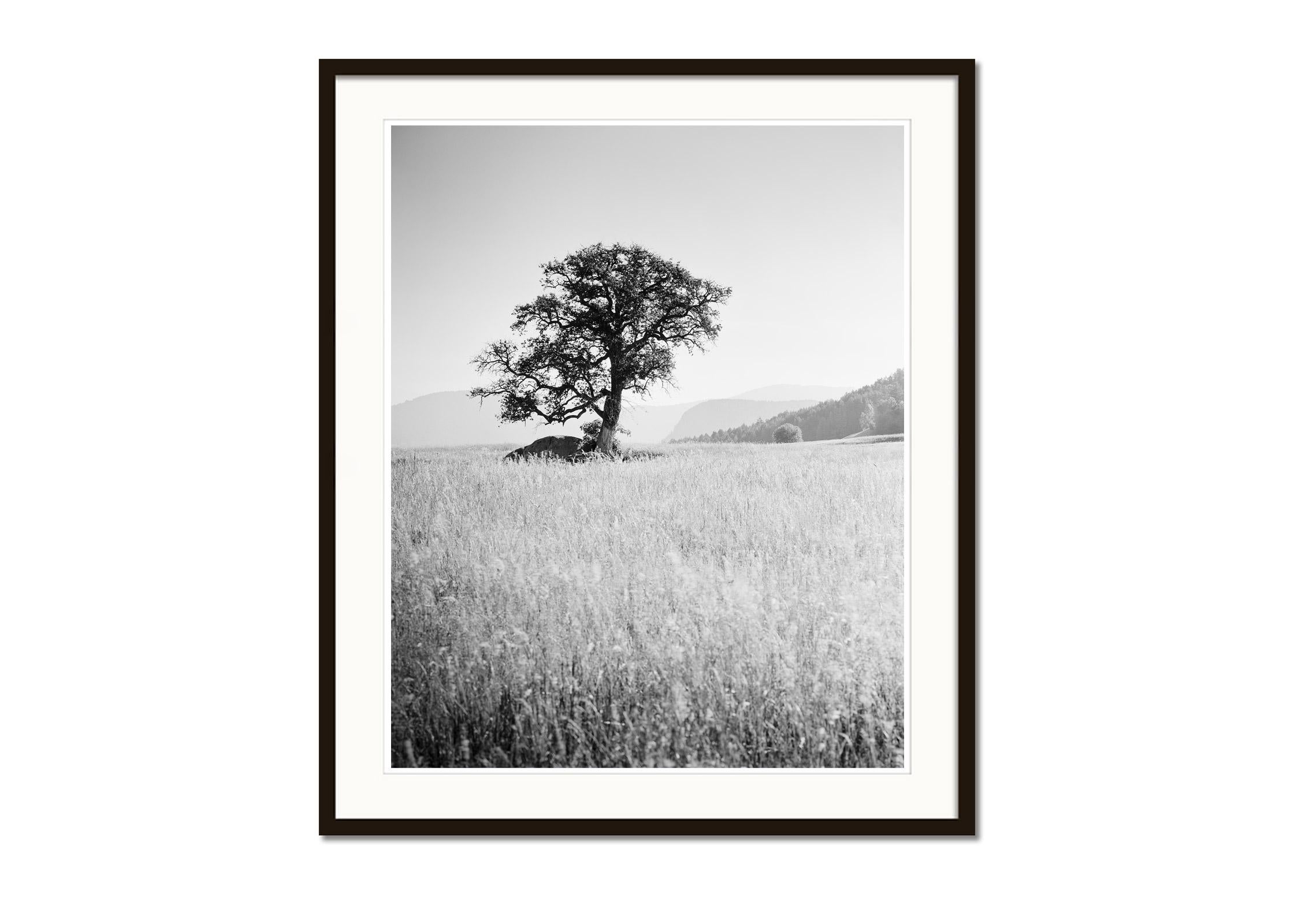 Morning Sun, Single Tree, Bolzano, Italy,  black and white art photo, landscapes - Gray Black and White Photograph by Gerald Berghammer, Ina Forstinger