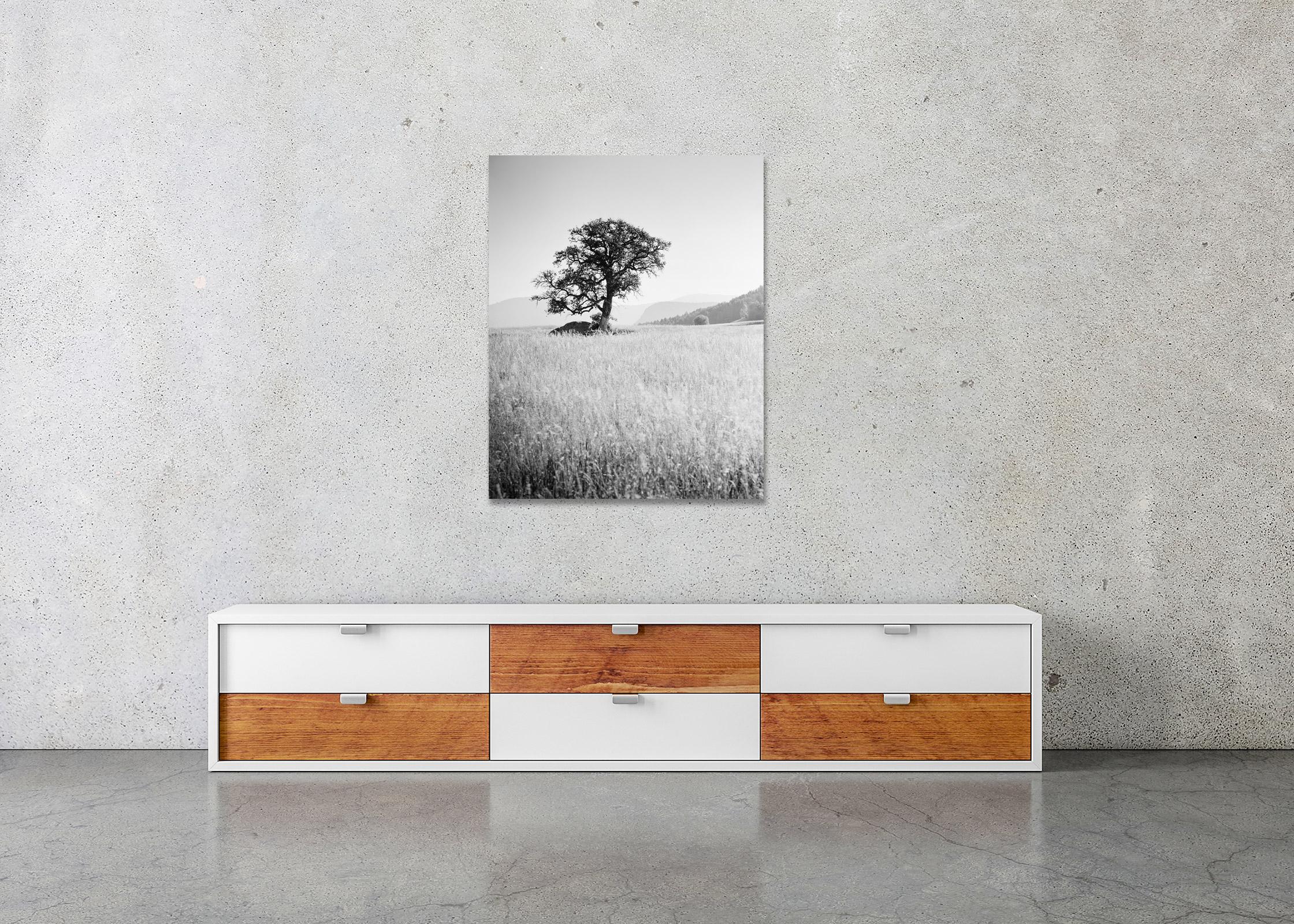 Morning Sun, Single Tree, Bolzano, Italy,  black and white art photo, landscapes 2