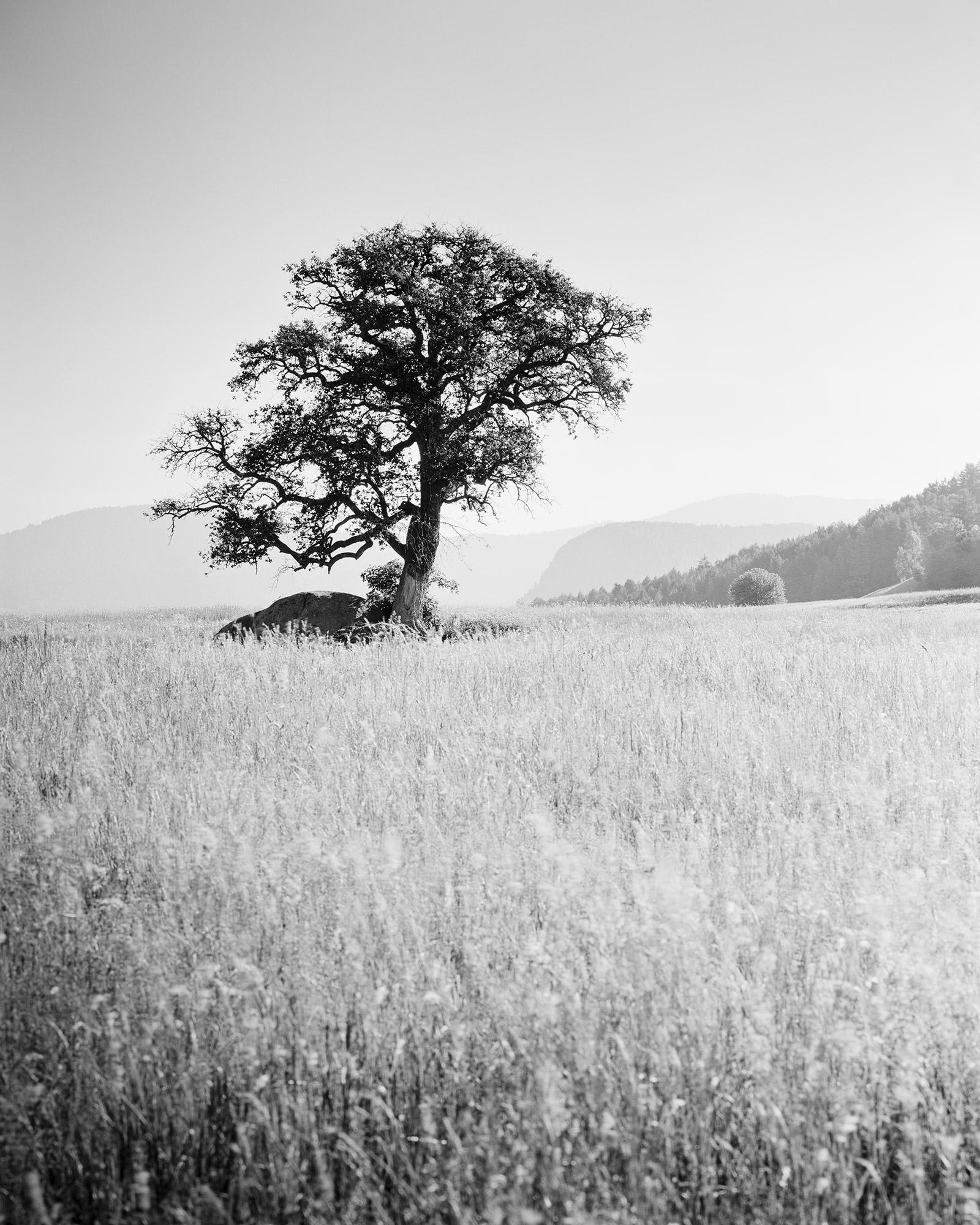 Gerald Berghammer, Ina Forstinger Black and White Photograph - Morning Sun, Single Tree, Bolzano, Italy,  black and white art photo, landscapes