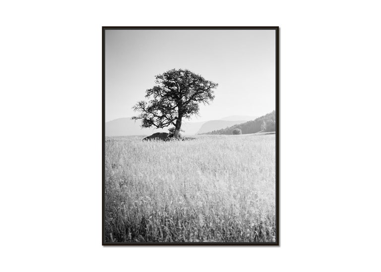 Morning Sun, Tree, Italy, contemporary black and white photography, landscape - Photograph by Gerald Berghammer, Ina Forstinger