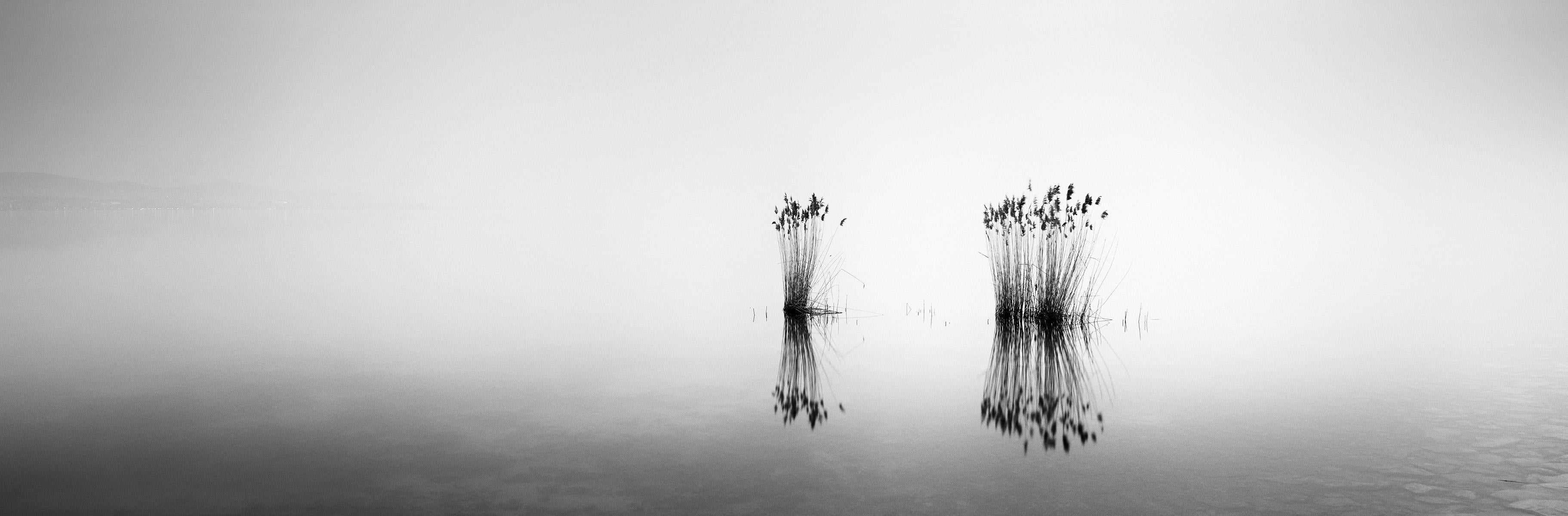 Phragmites Panorama, Hungary, minimalism black and white photography, landscape