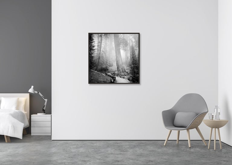 Redwood, Sequoia Nationalpark, USA, black and white art photography, landscape - Contemporary Photograph by Gerald Berghammer, Ina Forstinger