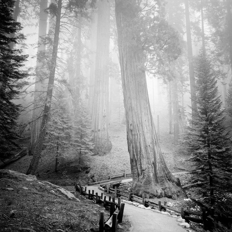 Gerald Berghammer, Ina Forstinger Black and White Photograph - Redwood, Sequoia Nationalpark, USA, black and white art photography, landscape