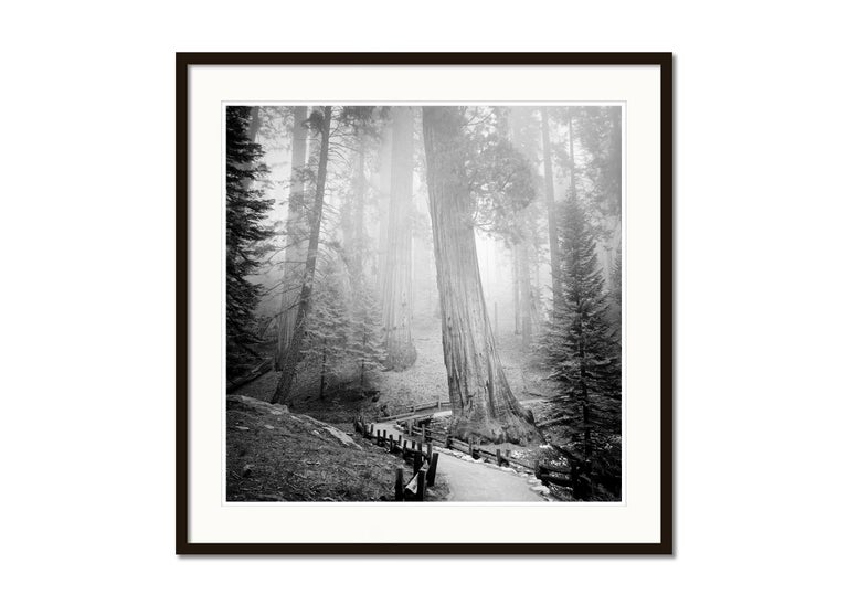 Redwood, Sequoia Nationalpark, USA, black and white art photography, landscape - Gray Black and White Photograph by Gerald Berghammer, Ina Forstinger