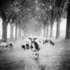 Shaun the Sheep, Tree Avenue fotografia paesaggistica contemporanea in bianco e nero