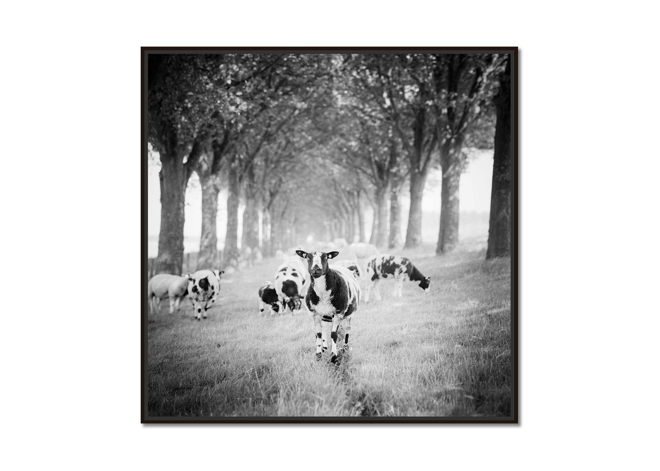 Shaun the Sheep, Tree Avenue contemporary black and white landscape photography - Photograph by Gerald Berghammer, Ina Forstinger