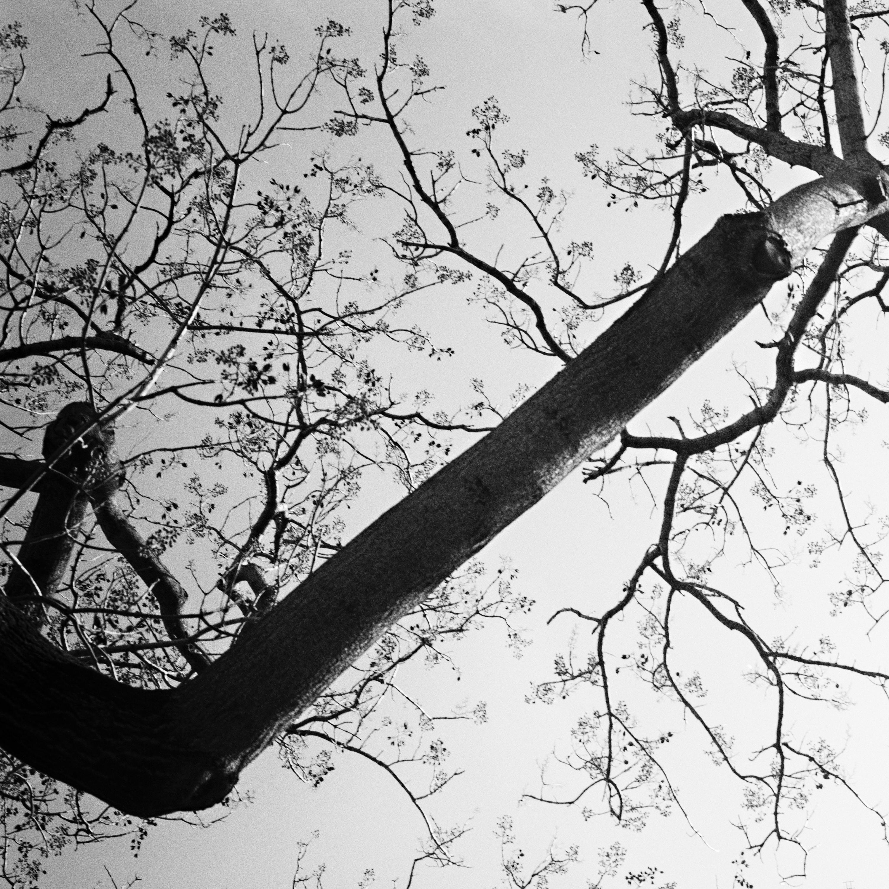 Tree, Eiffel Tower, Paris, France, black and white photography, landscape For Sale 1