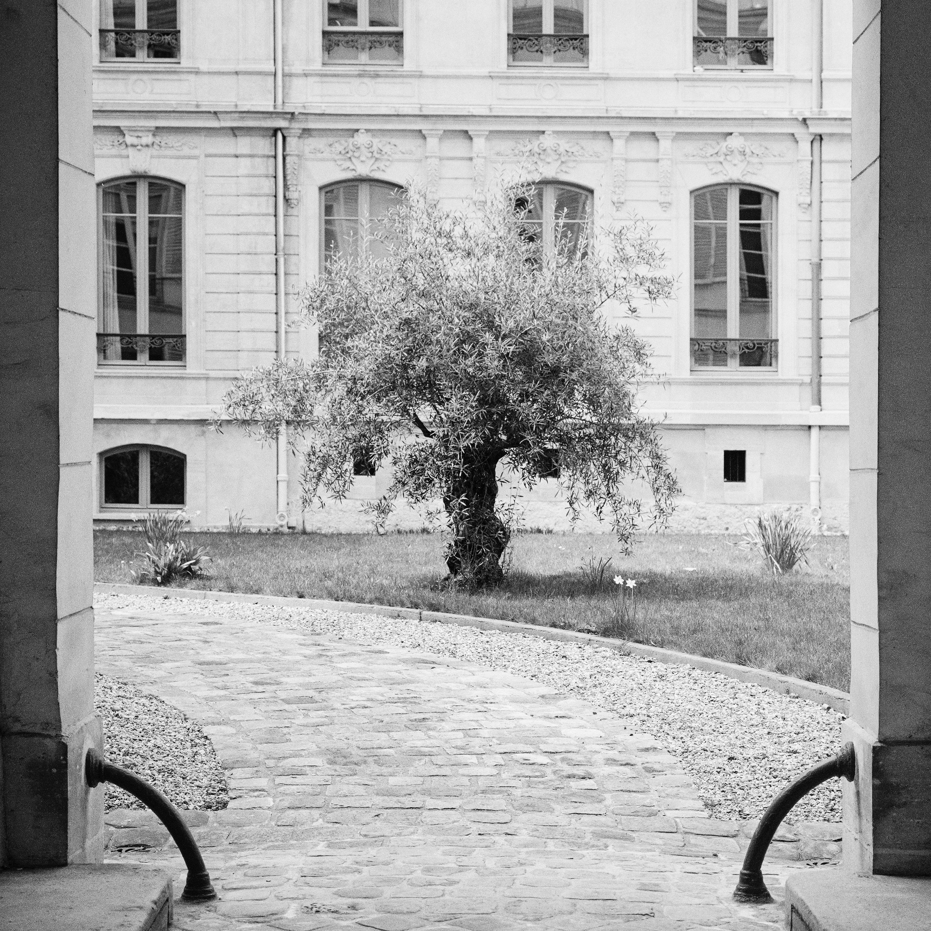 Tree in the Courtyard Paris black white fine art cityscape photography print For Sale 4