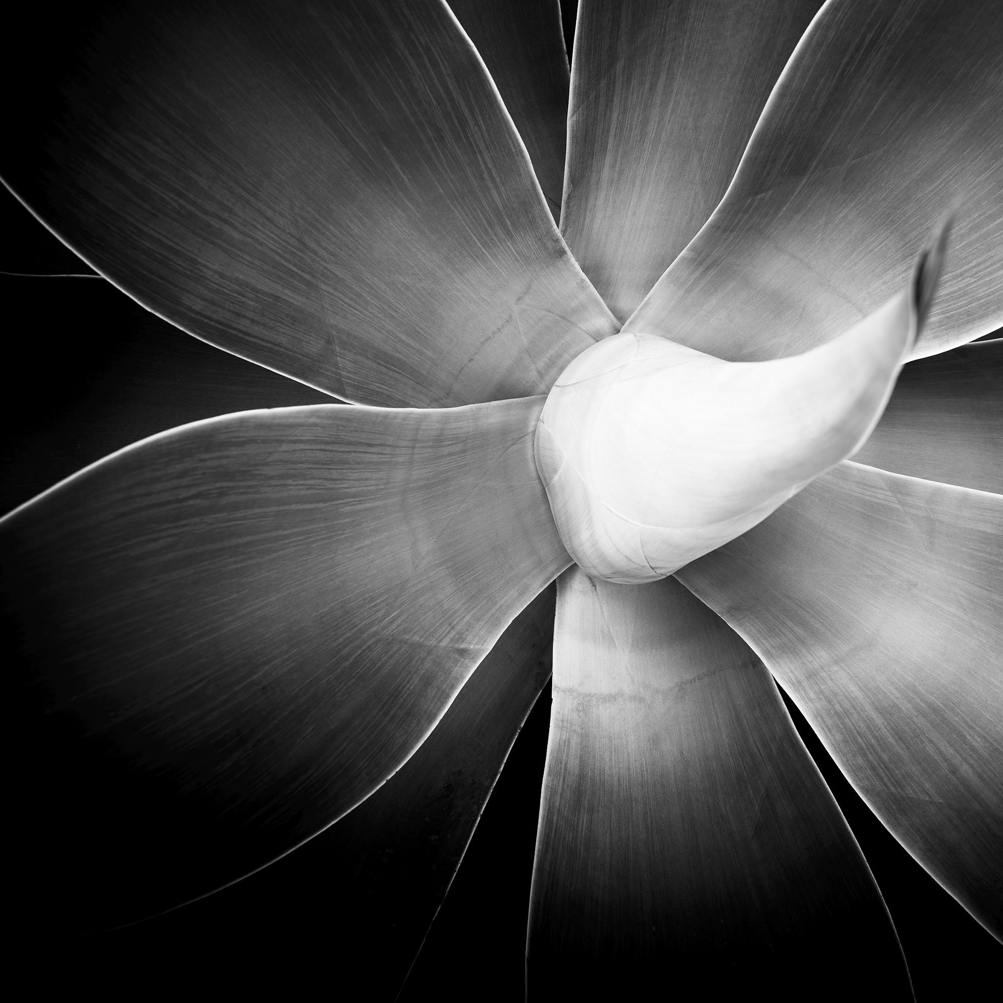 Agave attenuata, plant detail, black and white photography, landscape, limited For Sale 5