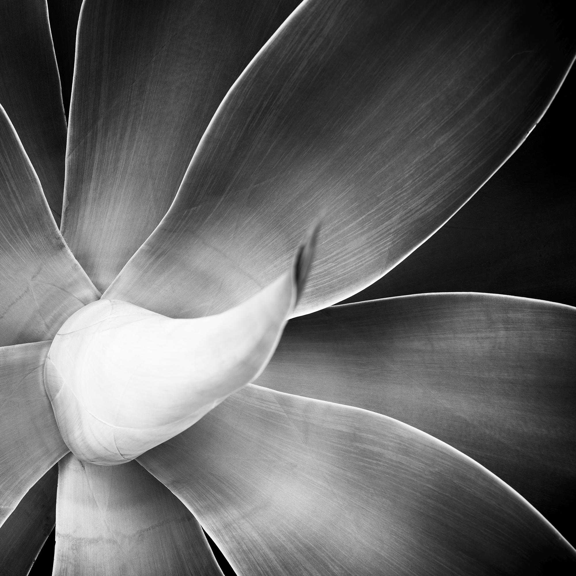 Agave attenuata, plant detail, black and white photography, landscape, limited For Sale 6
