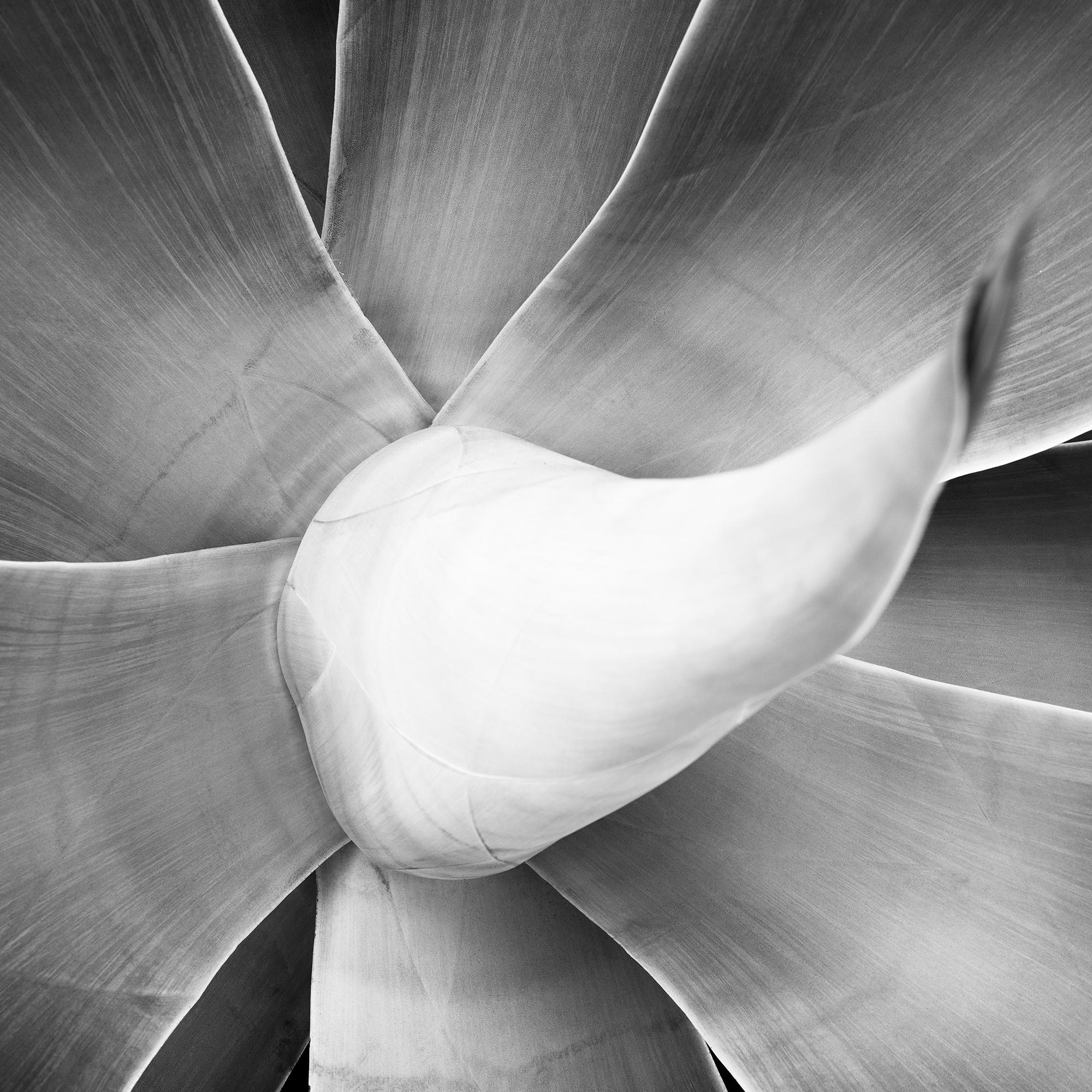 Agave attenuata, plant detail, black and white photography, landscape, limited For Sale 7