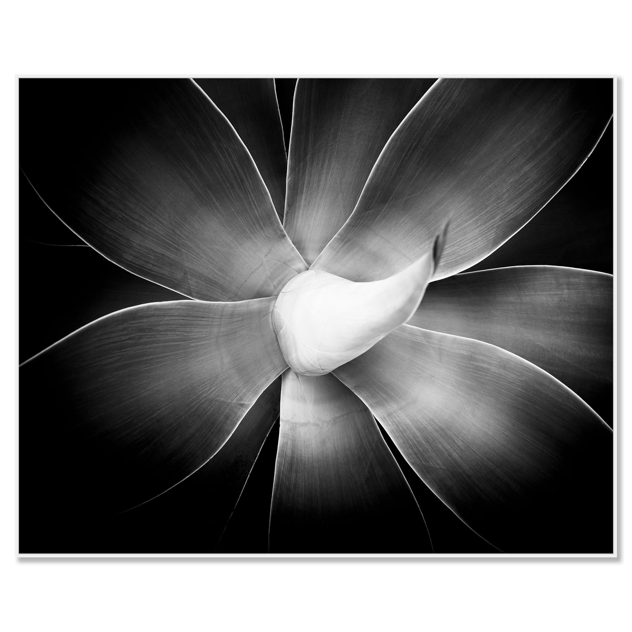 Agave attenuata, plant detail, black and white photography, landscape, limited - Contemporary Photograph by Gerald Berghammer