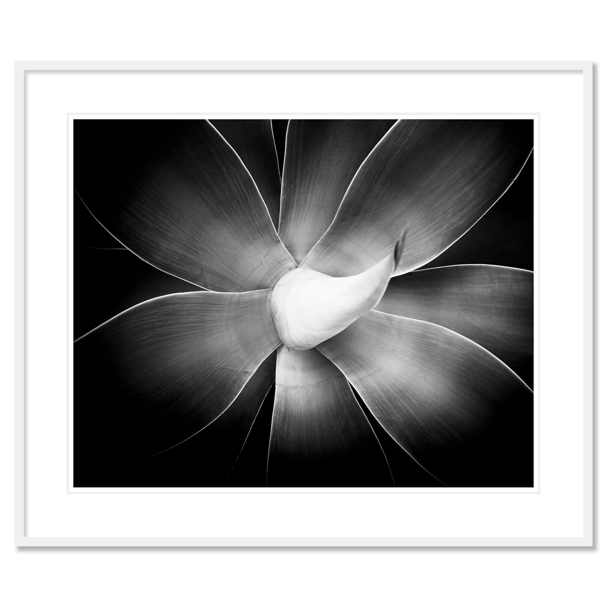 Agave attenuata, plant detail, black and white photography, landscape, limited For Sale 1