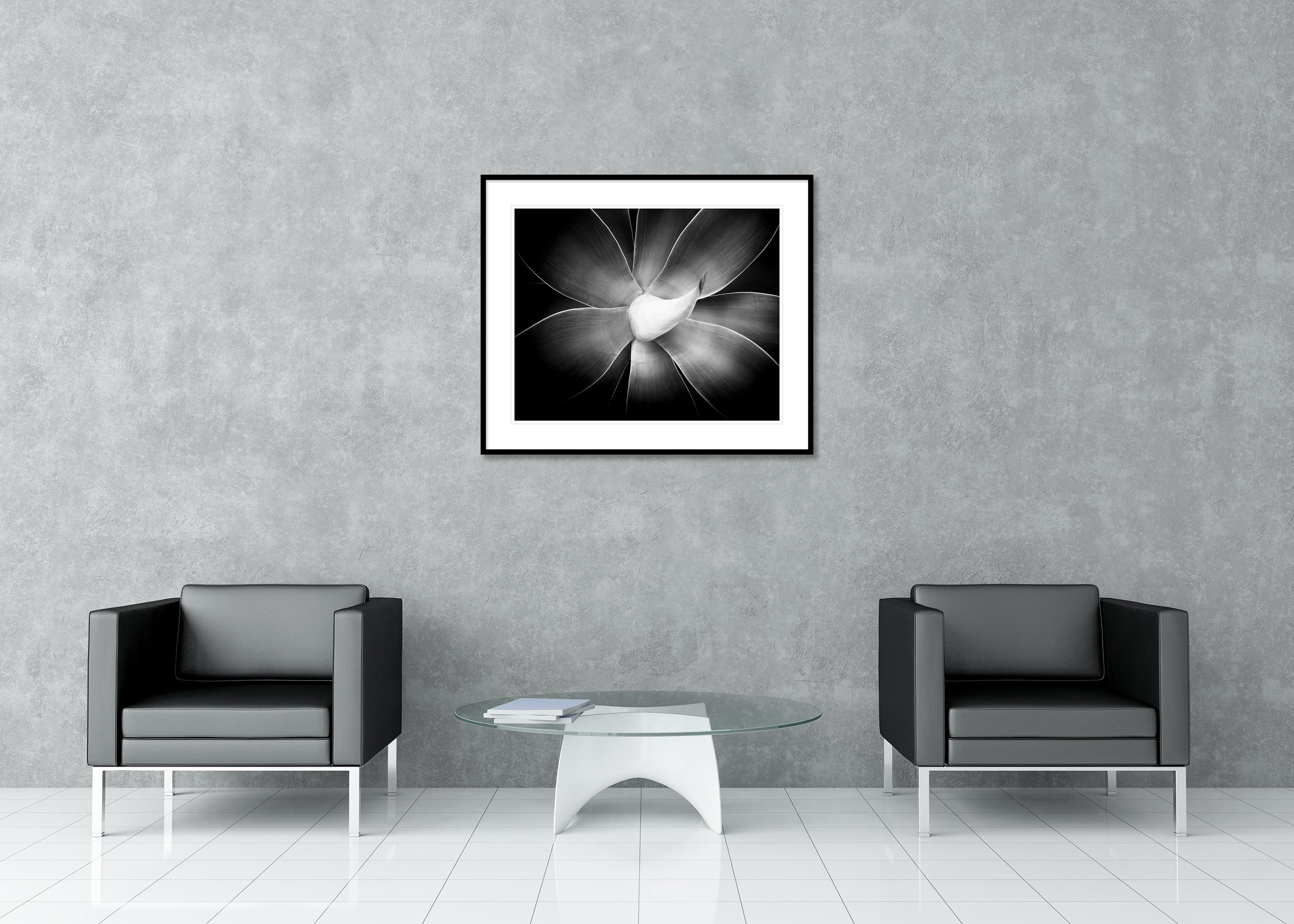 Agave attenuata, plant detail, black and white photography, landscape, limited For Sale 2