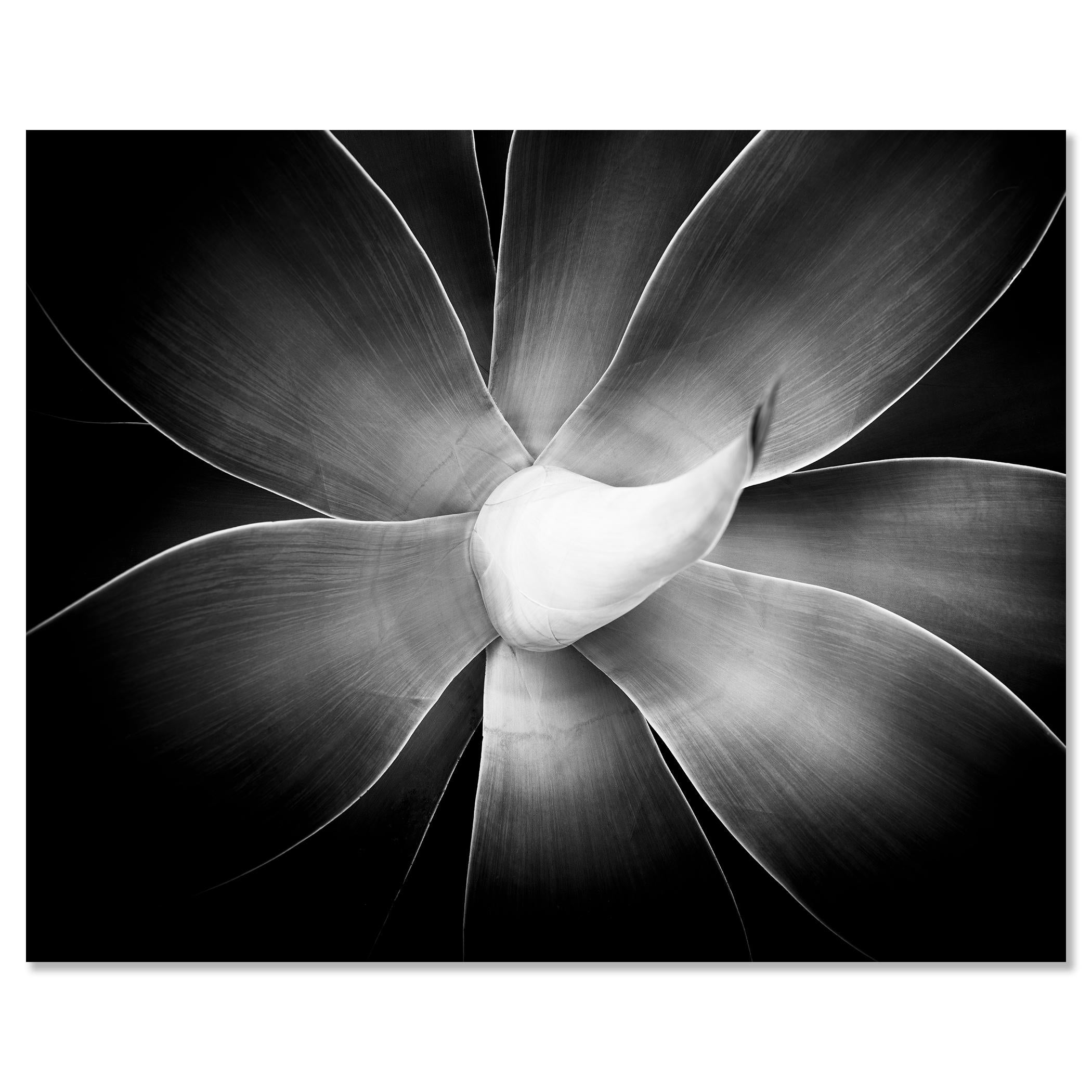Agave attenuata, plant detail, black and white photography, landscape, limited For Sale 3