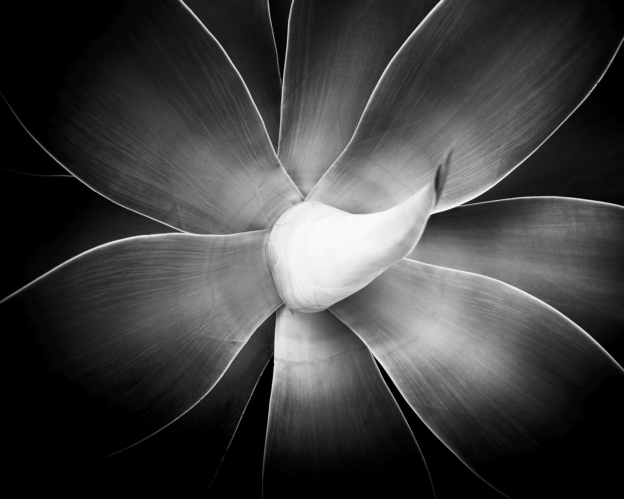 Gerald Berghammer Landscape Photograph - Agave attenuata, plant detail, black and white photography, landscape, limited